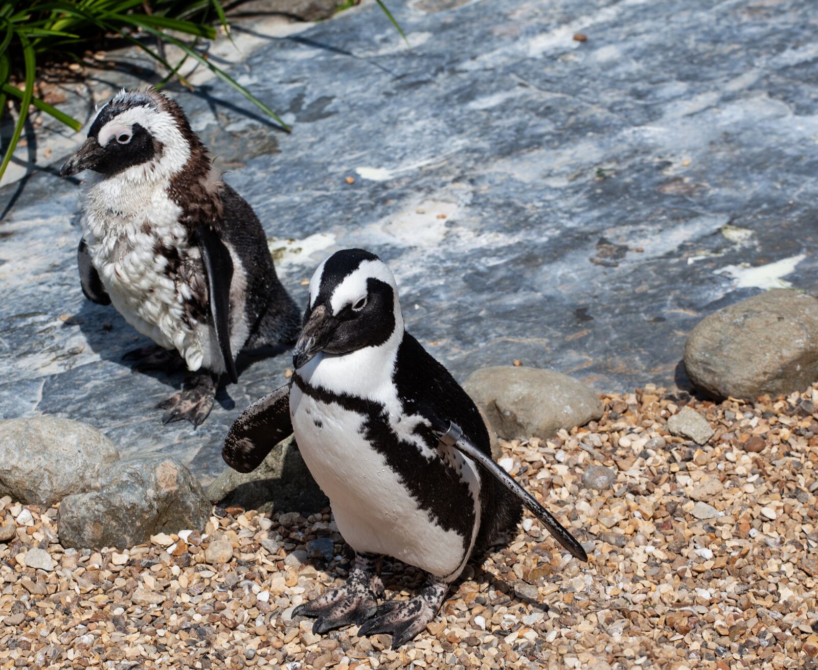 Черный пингвин фото. Африканские пингвины. Pinguino.
