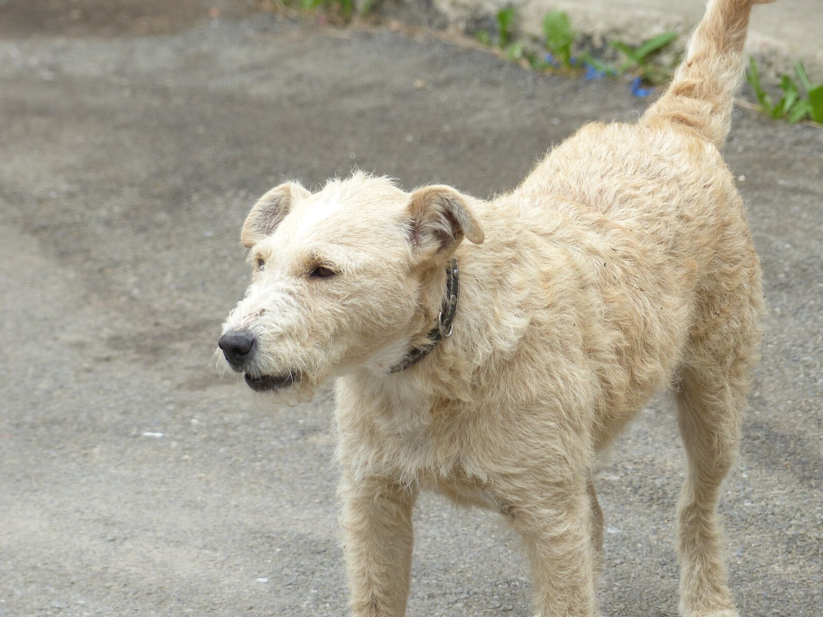 Panasonic Lumix DMC-FZ200 sample photo. Dog, white, animal photography