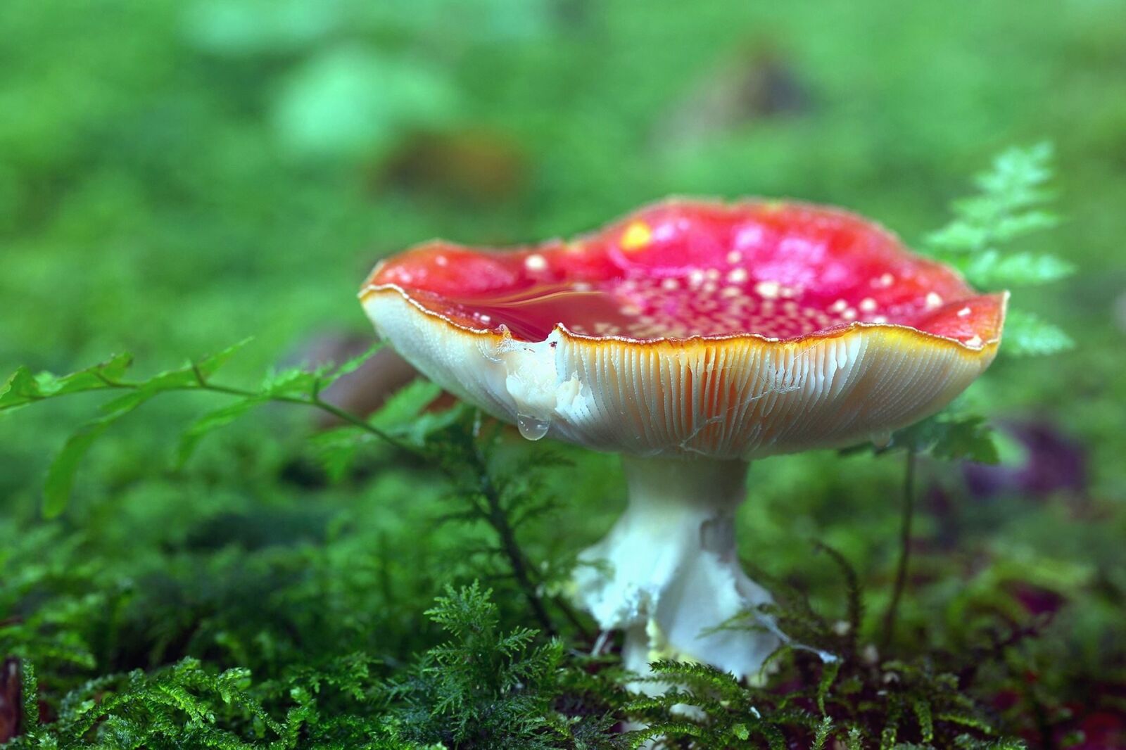 Sony SLT-A77 + 105mm F2.8 sample photo. Forest, mushrooms, rain, toxic photography