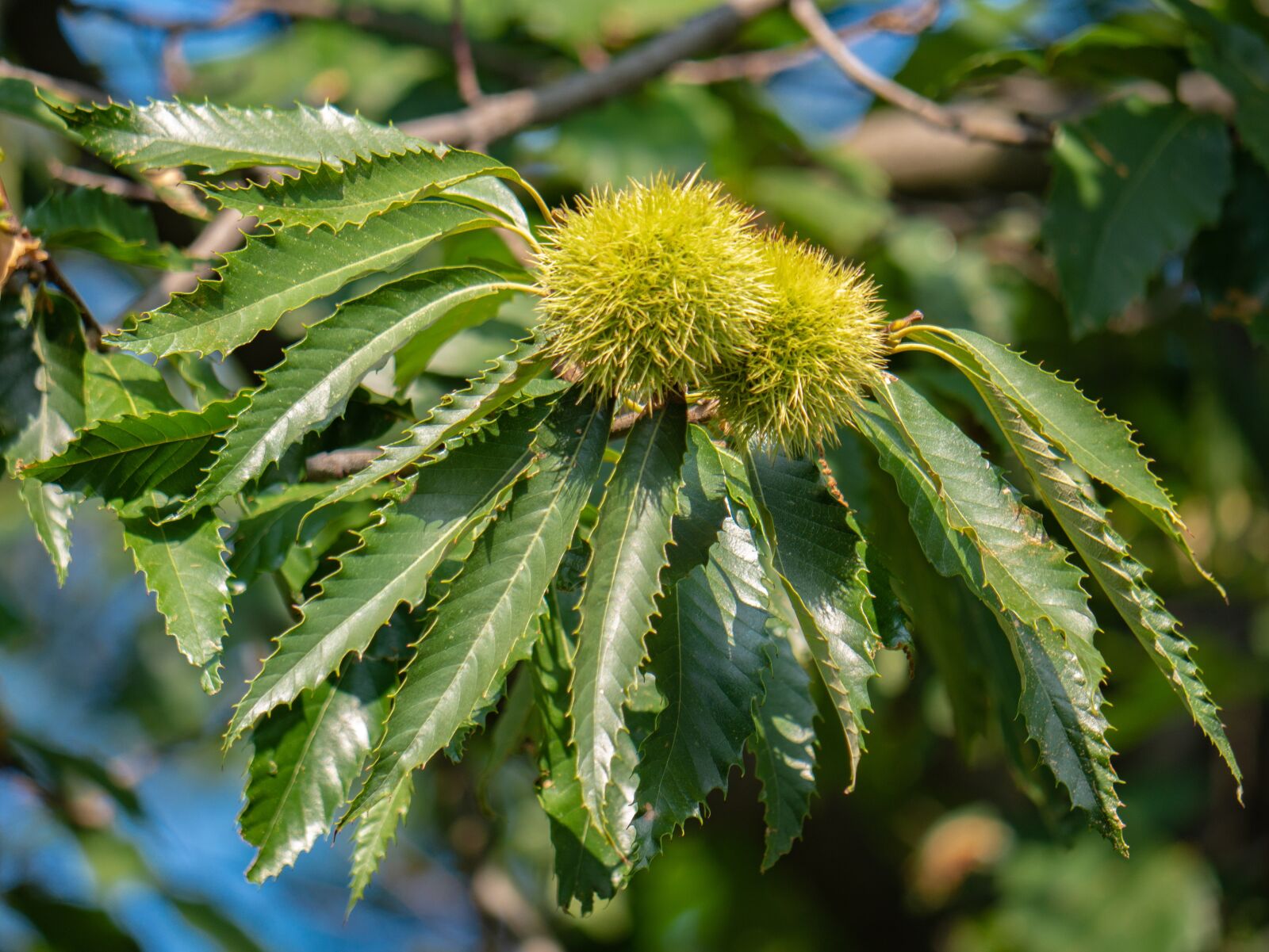 LUMIX G VARIO 100-300/F4.0-5.6II sample photo. Tree, leaves, chestnut photography
