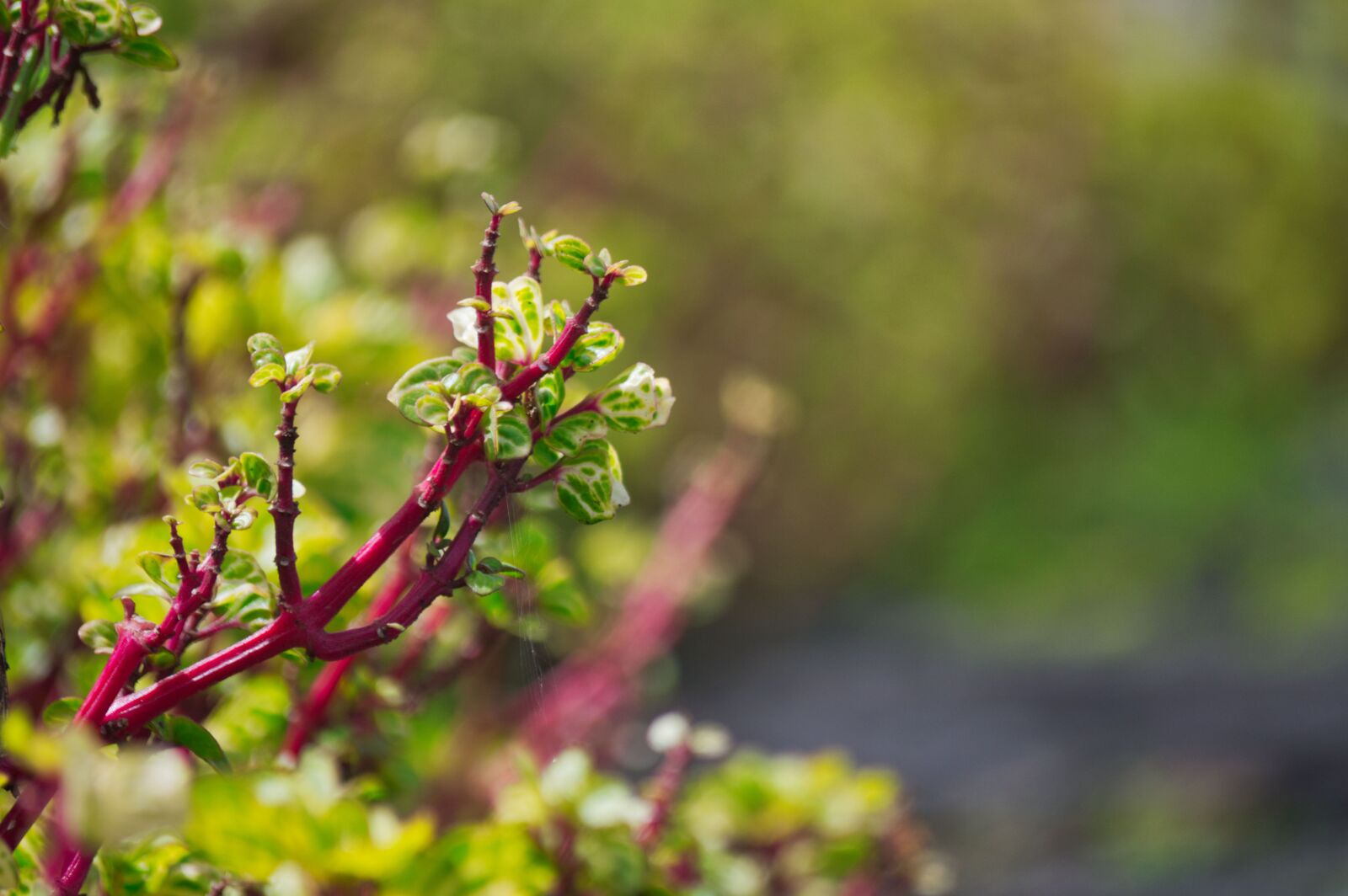 Nikon D3200 sample photo. Costa rica, plant, flora photography