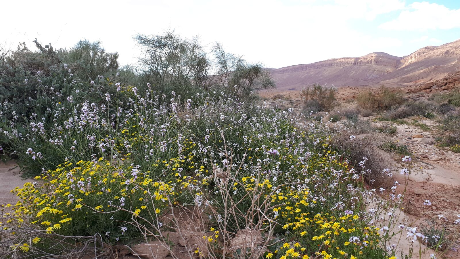 Samsung Galaxy A5(2017) sample photo. Desert, negev, spring photography