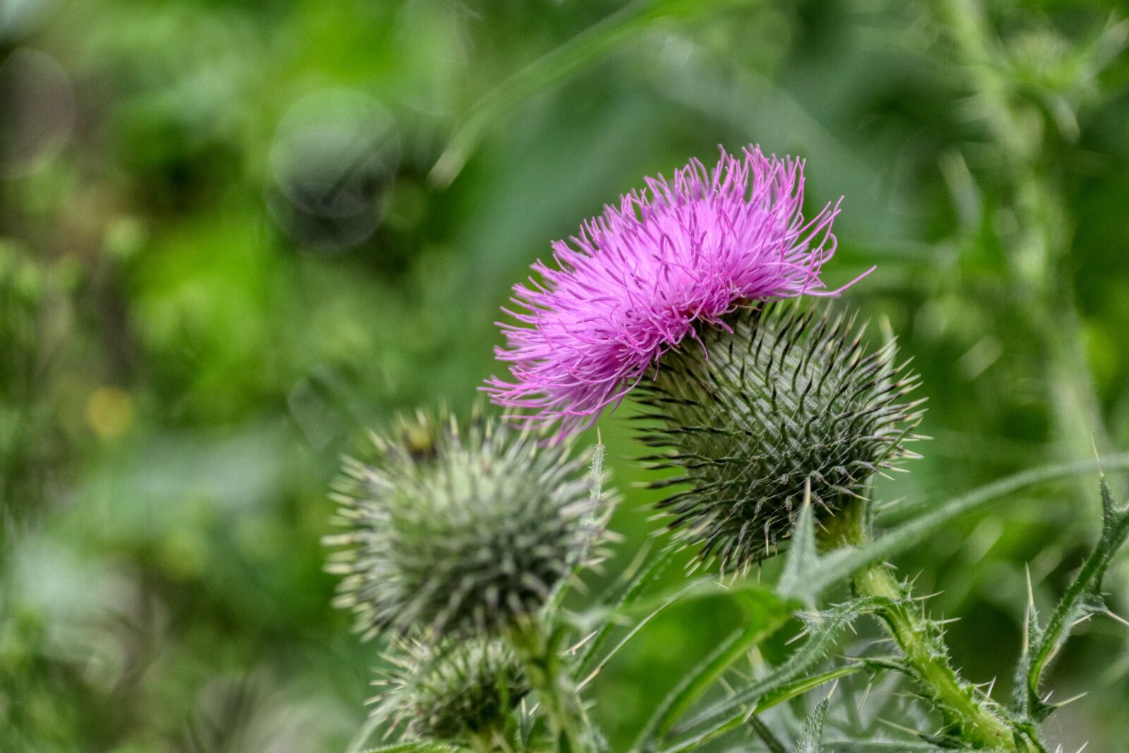 Canon EOS 80D sample photo. Thistle, purple, bloom photography