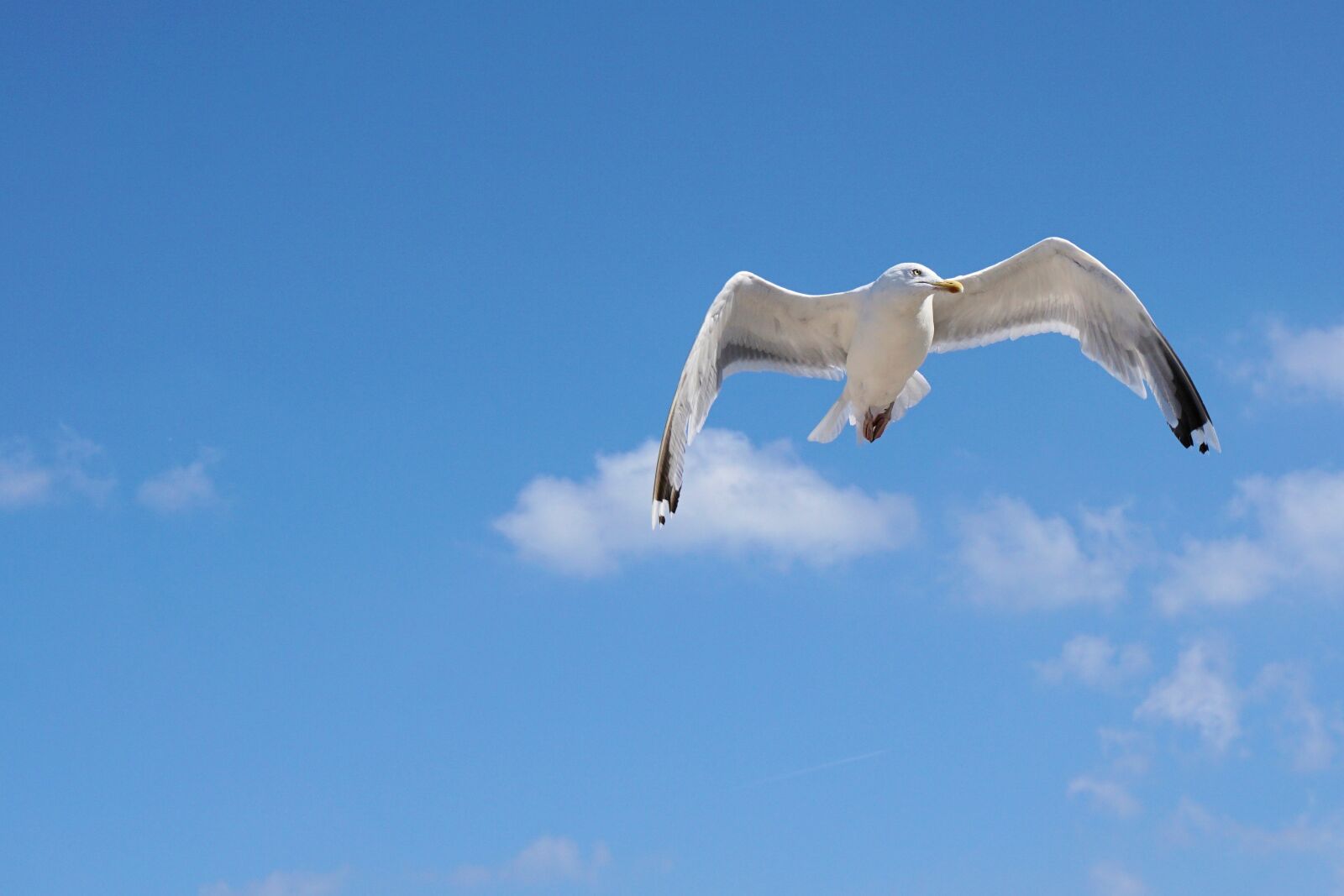 Sony a6000 sample photo. Seagull, baltic sea, flying photography