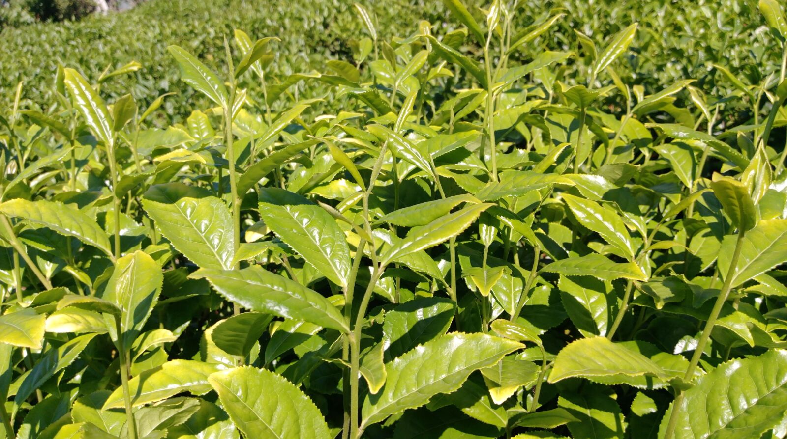 HTC DESIRE 830 sample photo. Tea, tea garden, plant photography