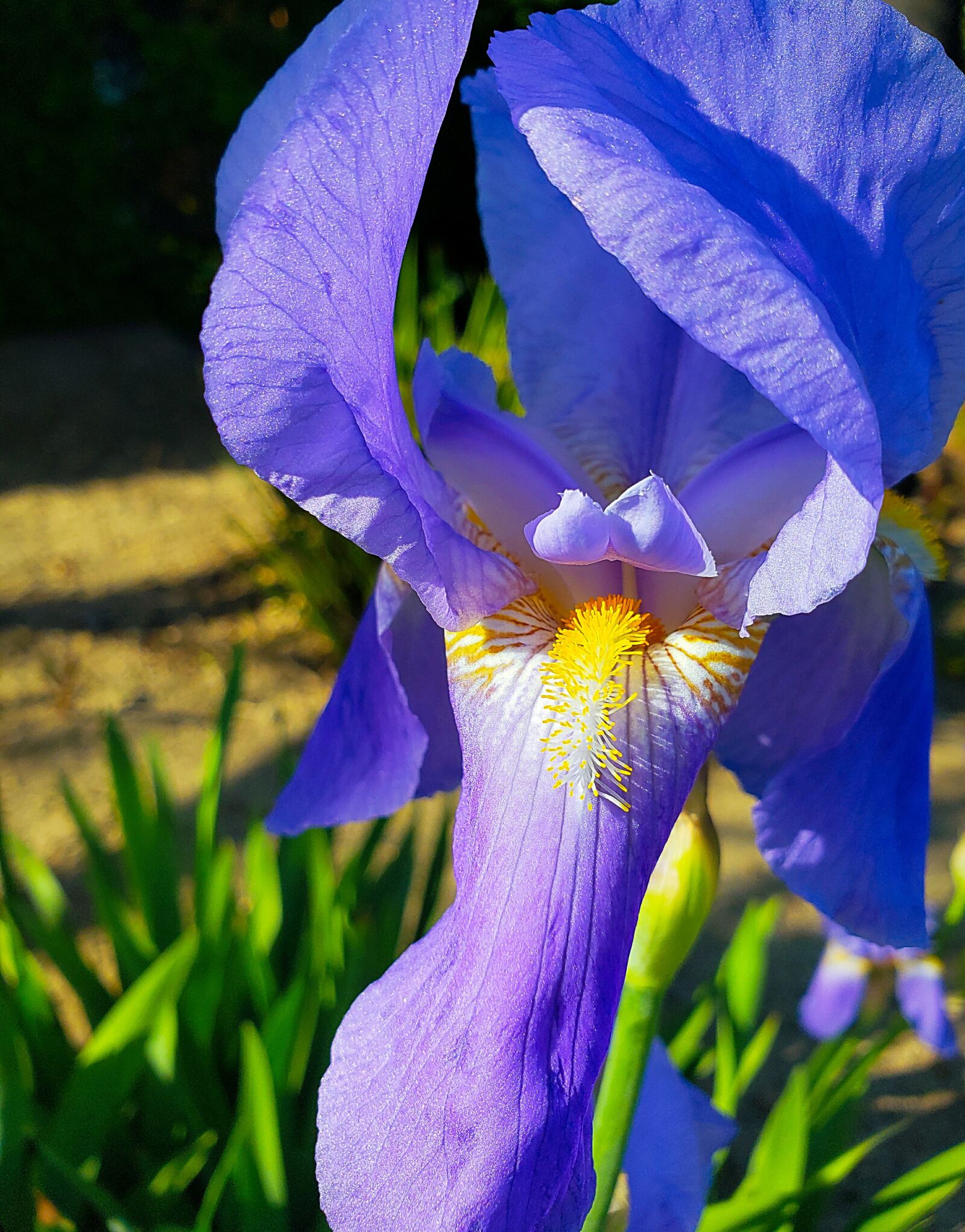 Samsung Galaxy Note 9 Rear Camera sample photo. Iris, flower, bloom photography