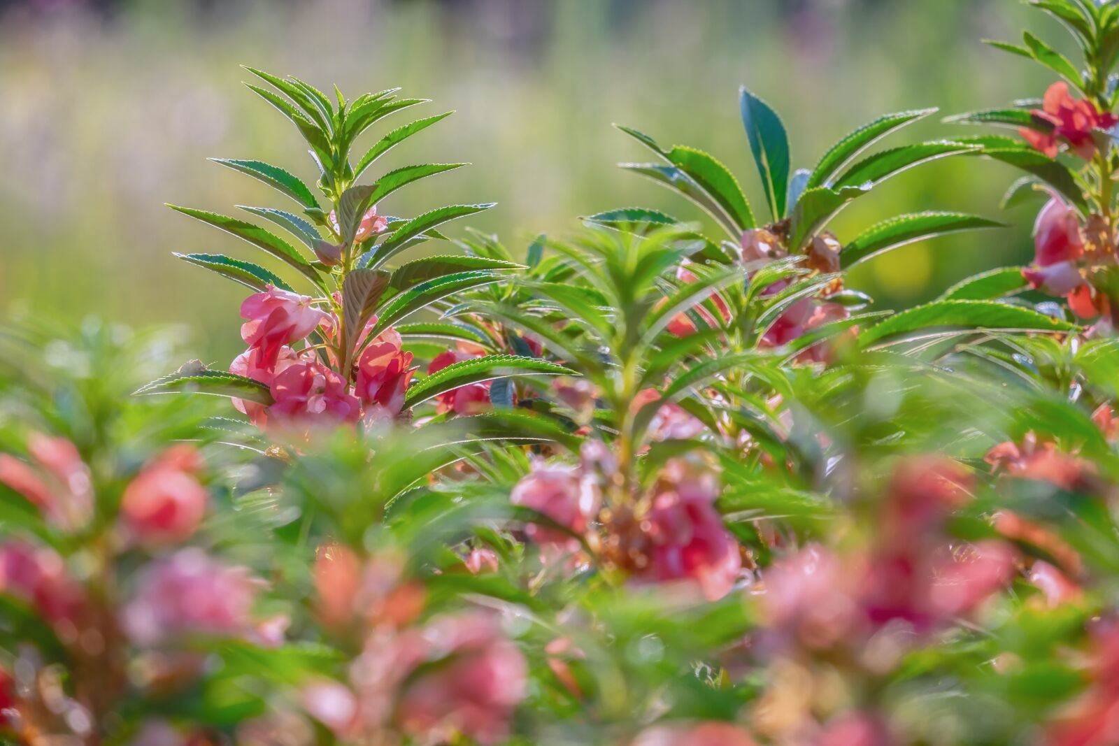 Fujifilm XF 55-200mm F3.5-4.8 R LM OIS sample photo. Balsam, ornamental plant, flower photography