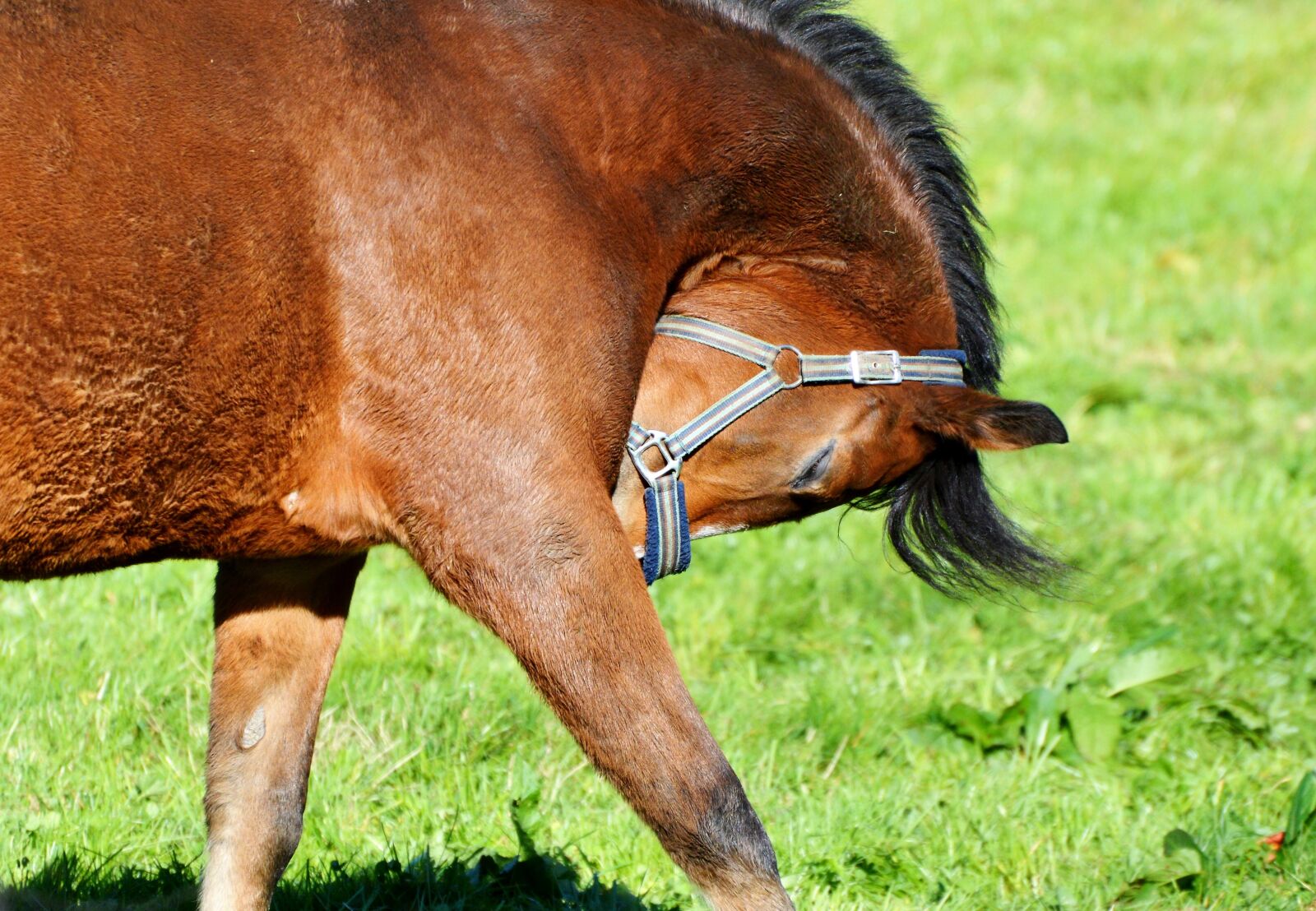 Nikon D3200 sample photo. Horse, ride, reiter photography