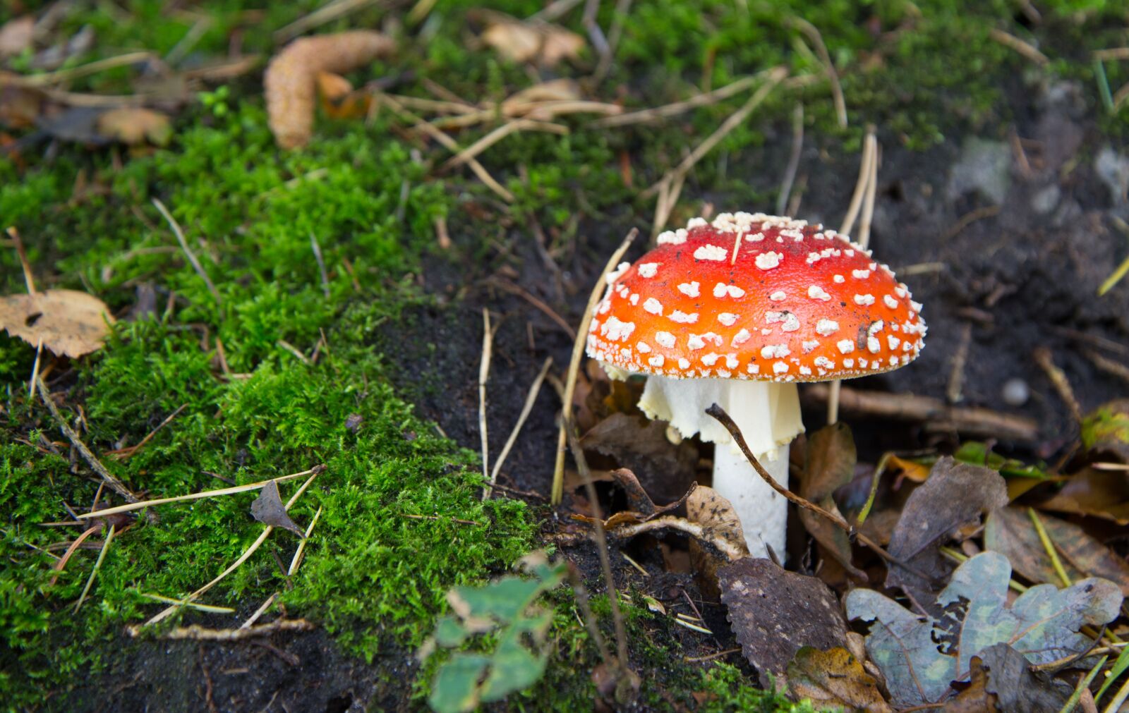 Nikon D610 sample photo. Fly agaric, mushroom, red photography
