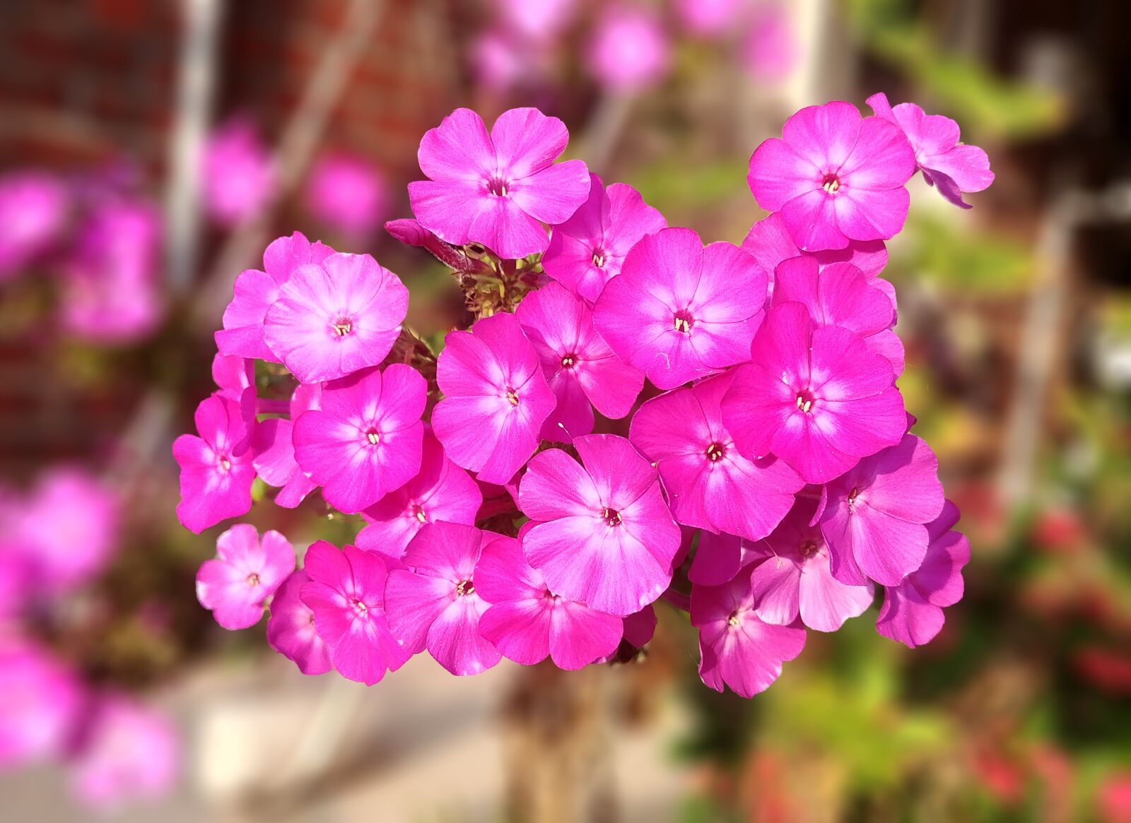 LG G6 sample photo. Phlox, after so, flowers photography