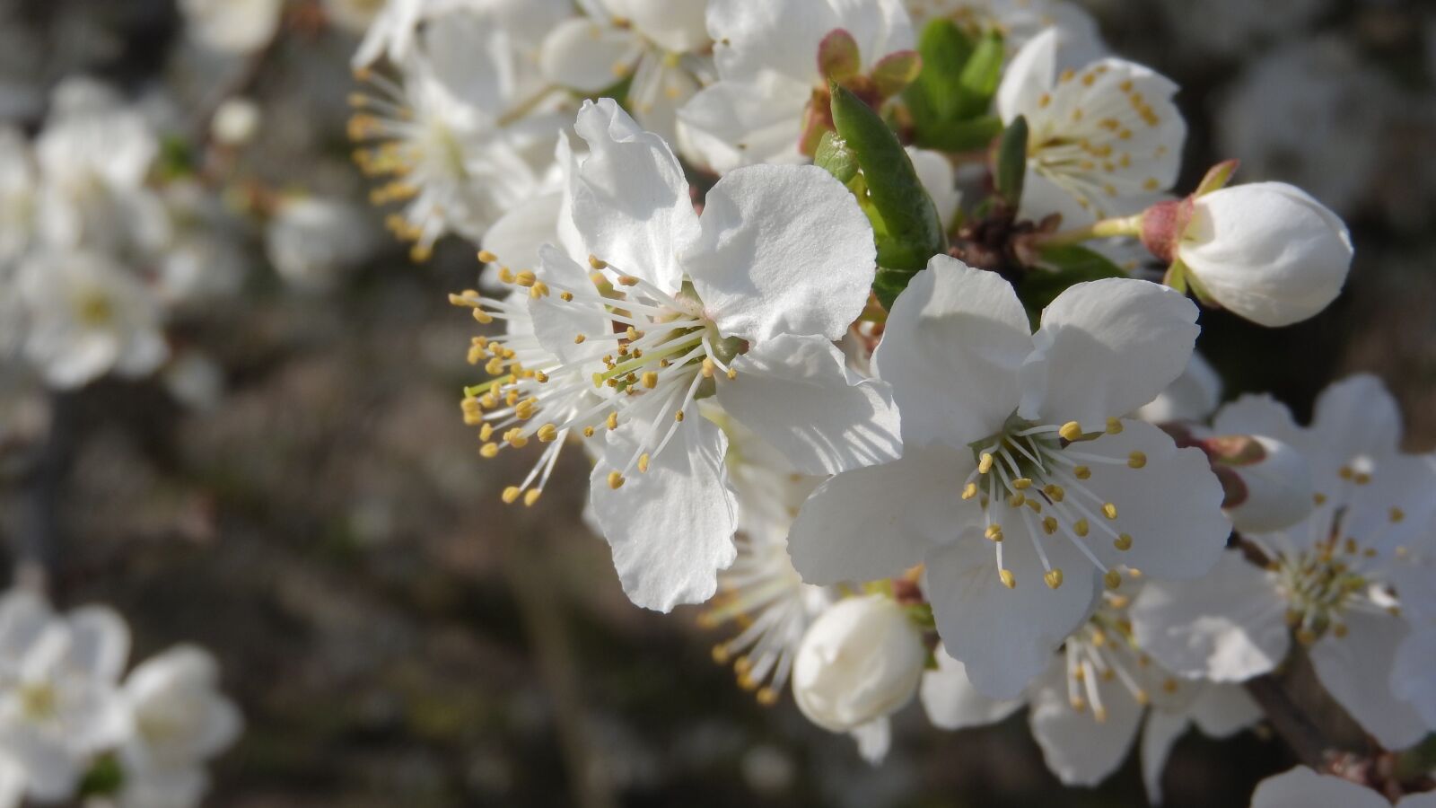 Nikon Coolpix P610 sample photo. White flowers, flowering tree photography