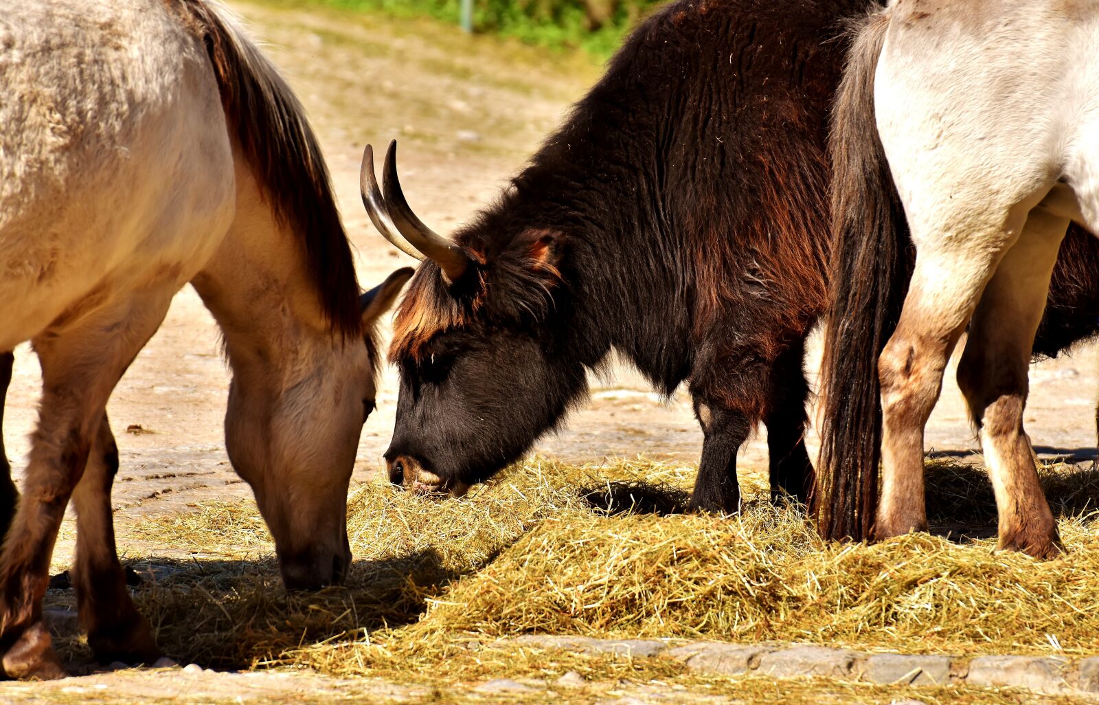 Nikon D7200 sample photo. Ox, beef, horses photography
