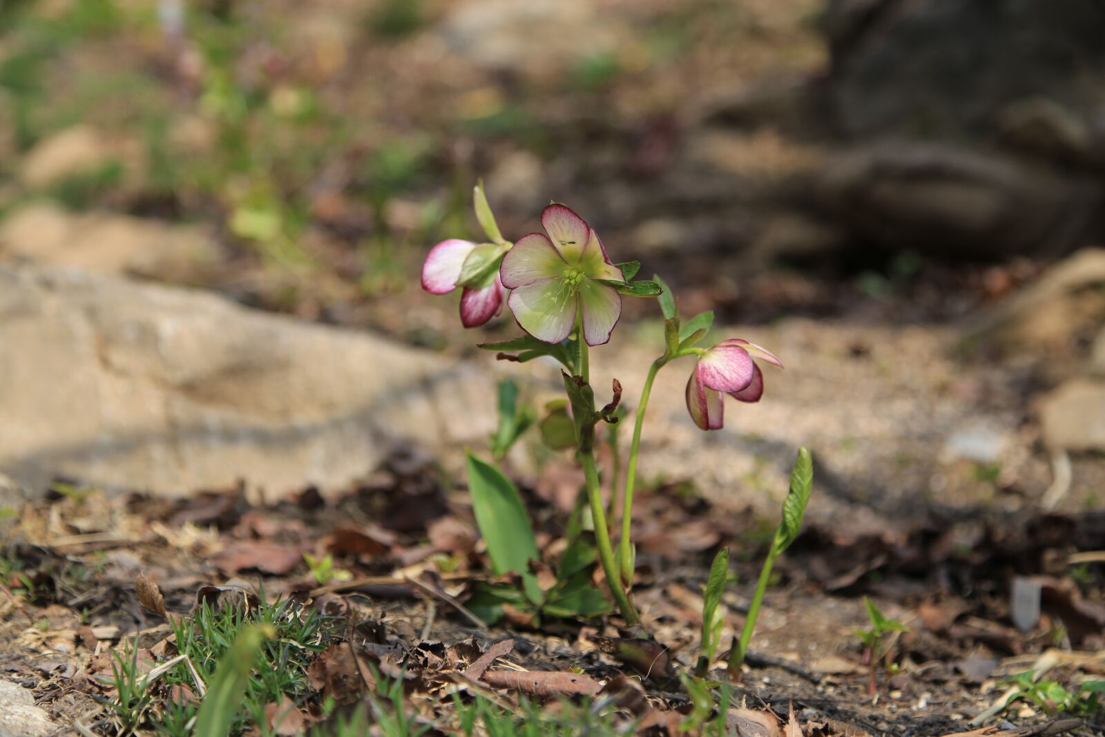 Canon EOS 6D + Canon EF 24-105mm F4L IS USM sample photo. Flowers, wildflower, wild photography