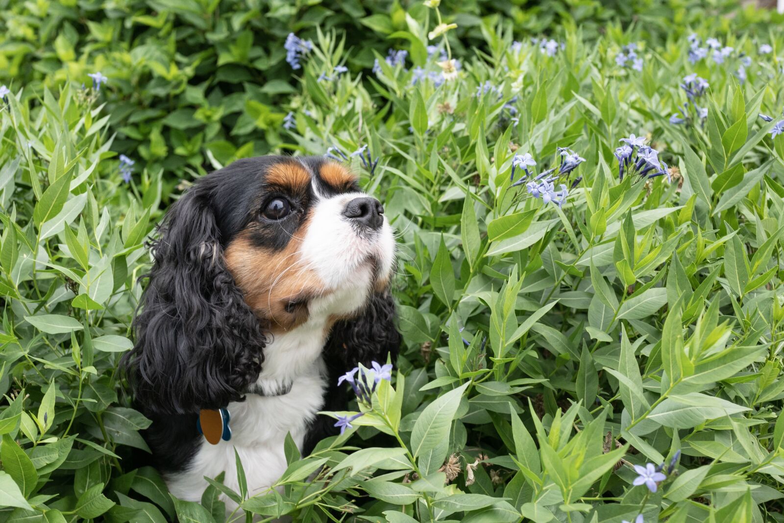 35mm F2.0 sample photo. Dog, cavalier, flower photography