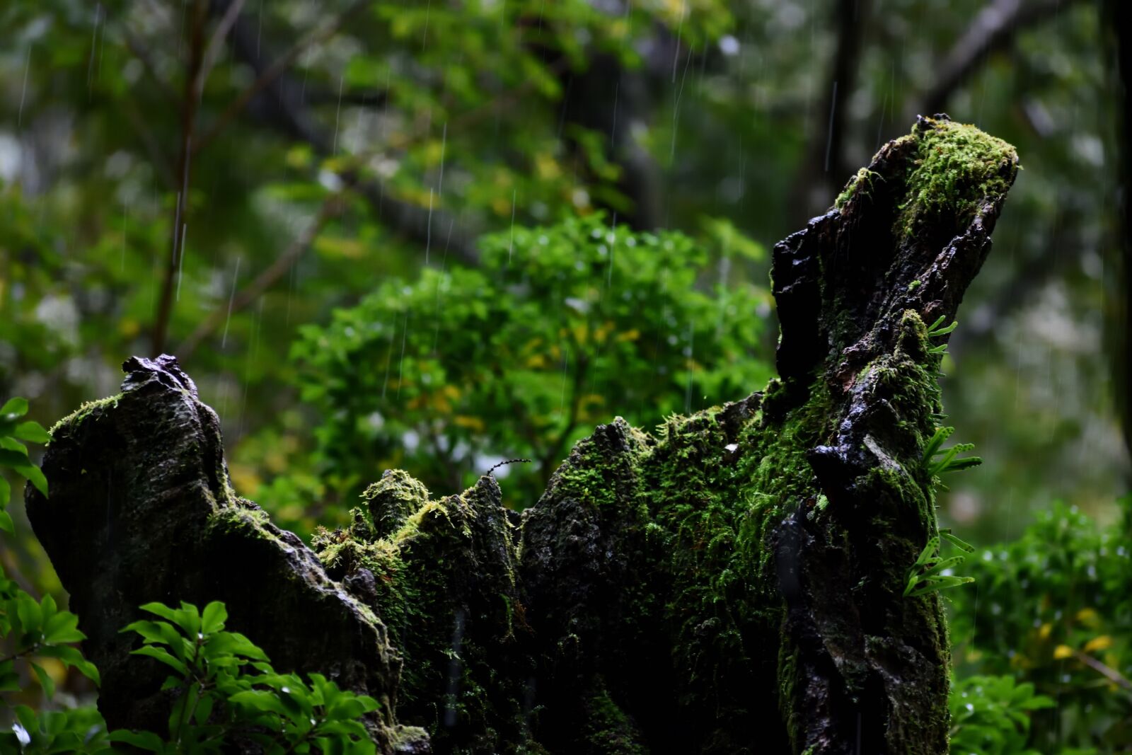 Nikon D3400 sample photo. Green, stump, rain photography