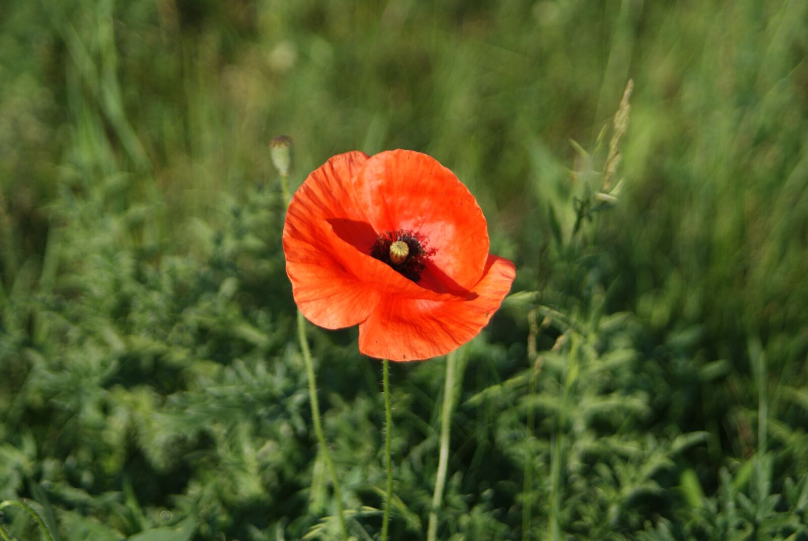 Sony Alpha DSLR-A200 sample photo. Flowers, flower, nature photography