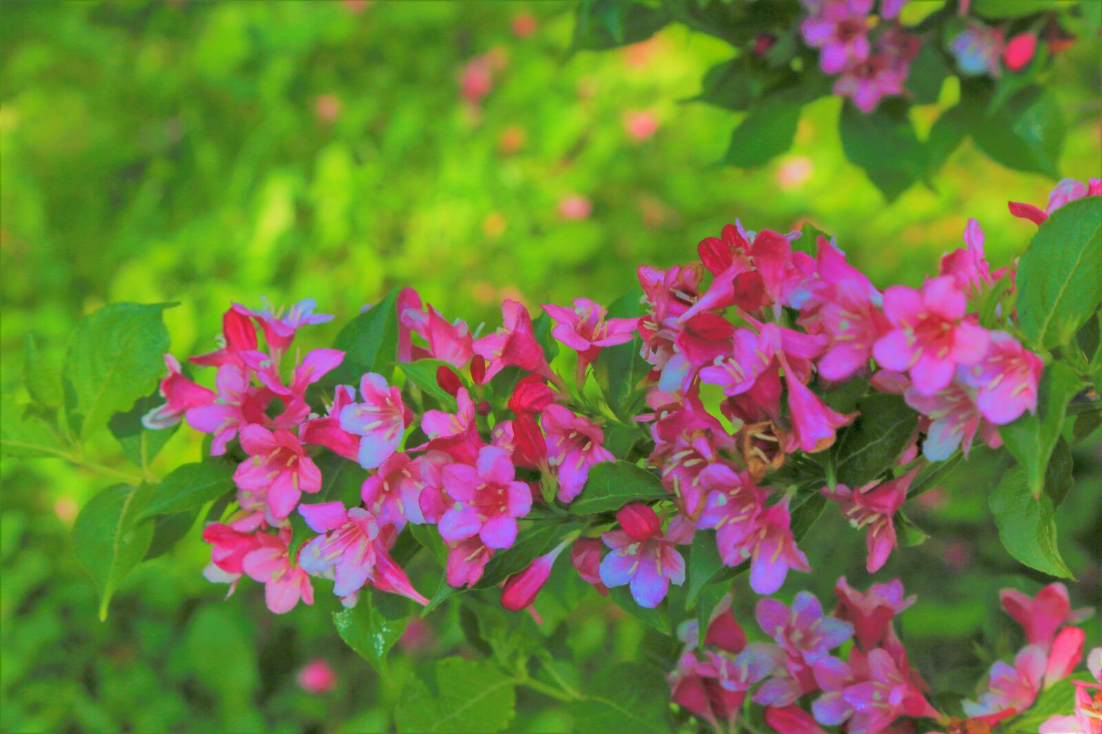 Canon EF 24-105mm F4L IS USM sample photo. Flowers, spring, pine photography