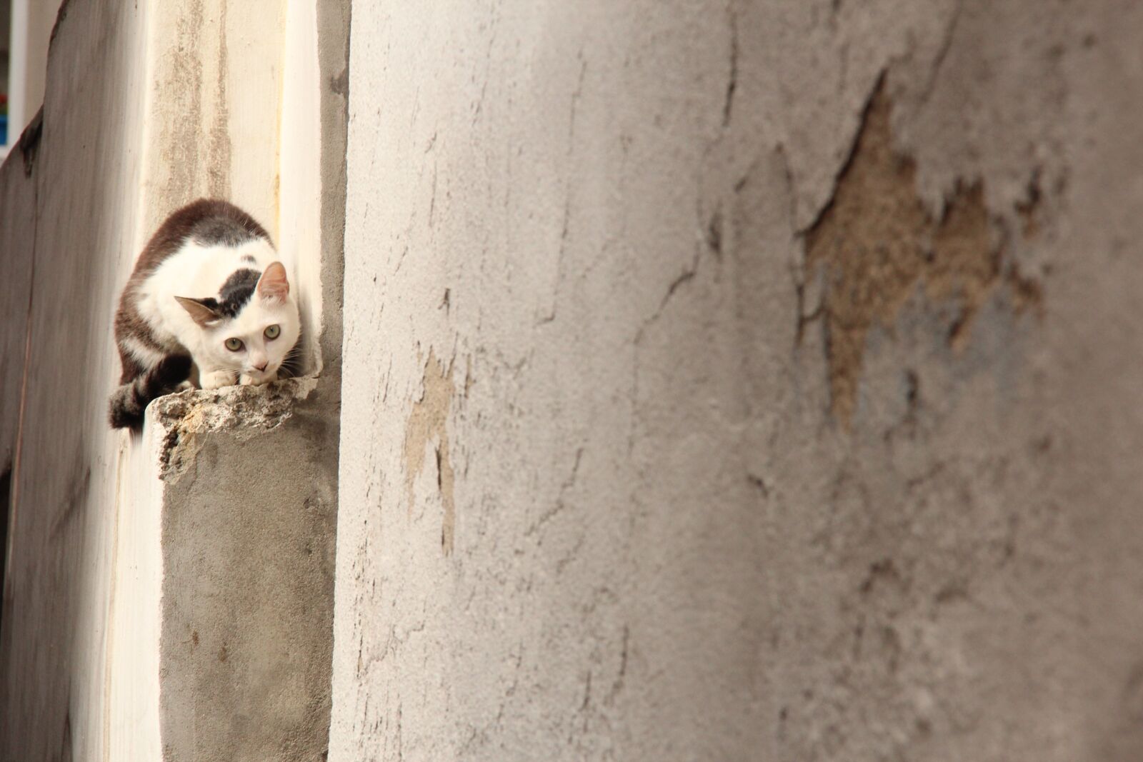 Canon EF-S 18-200mm F3.5-5.6 IS sample photo. Wall, grey, cat photography