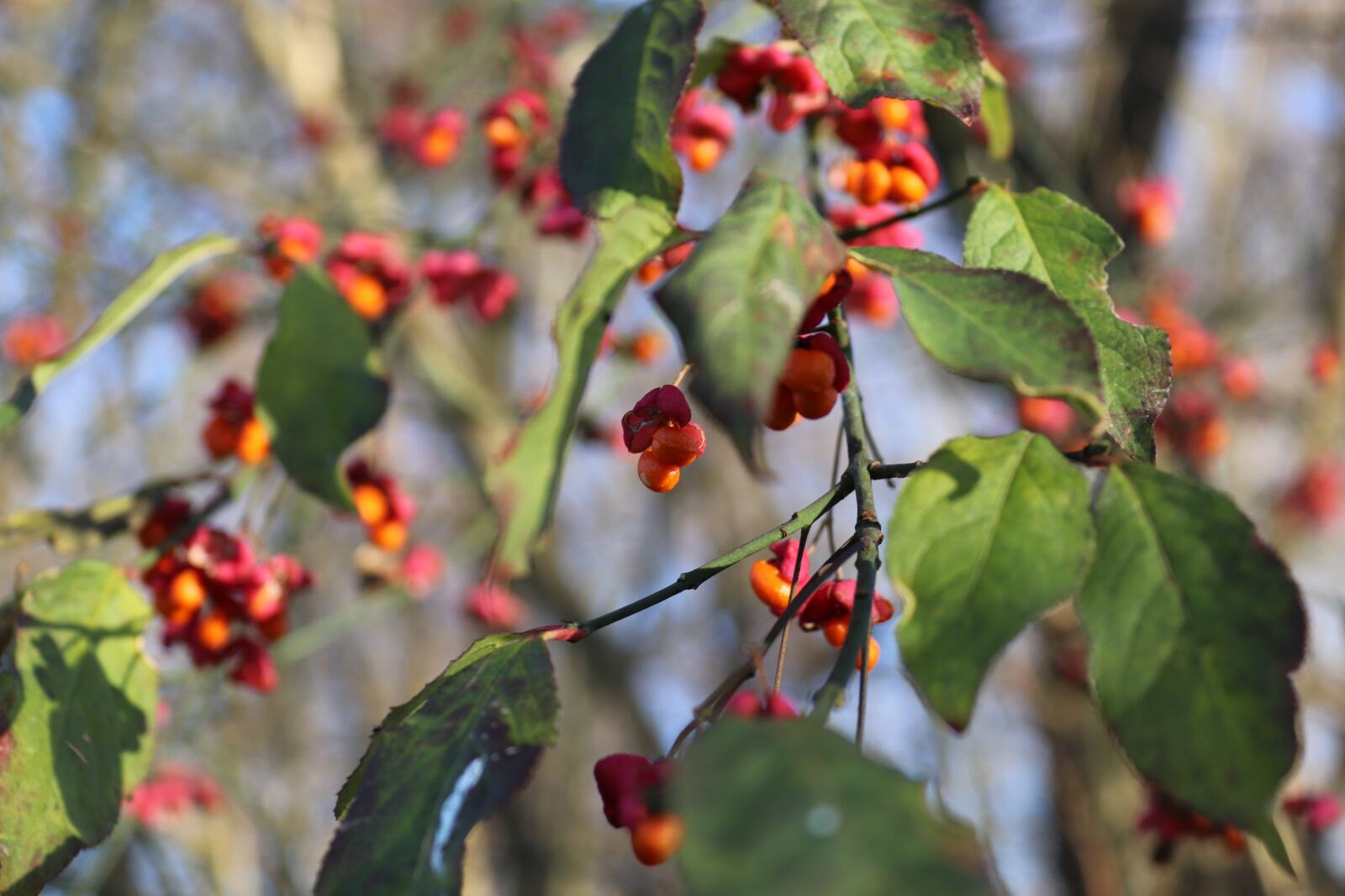 Canon EOS 200D (EOS Rebel SL2 / EOS Kiss X9) sample photo. Berries, autumn, leaves photography