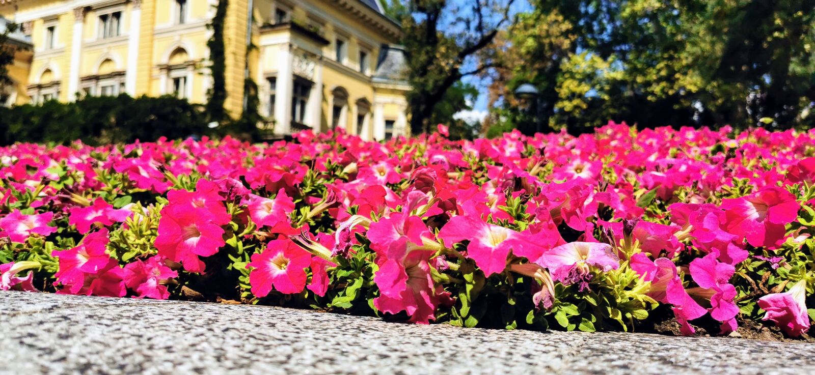 HUAWEI P30 Pro sample photo. Flowers, spring, sofia photography