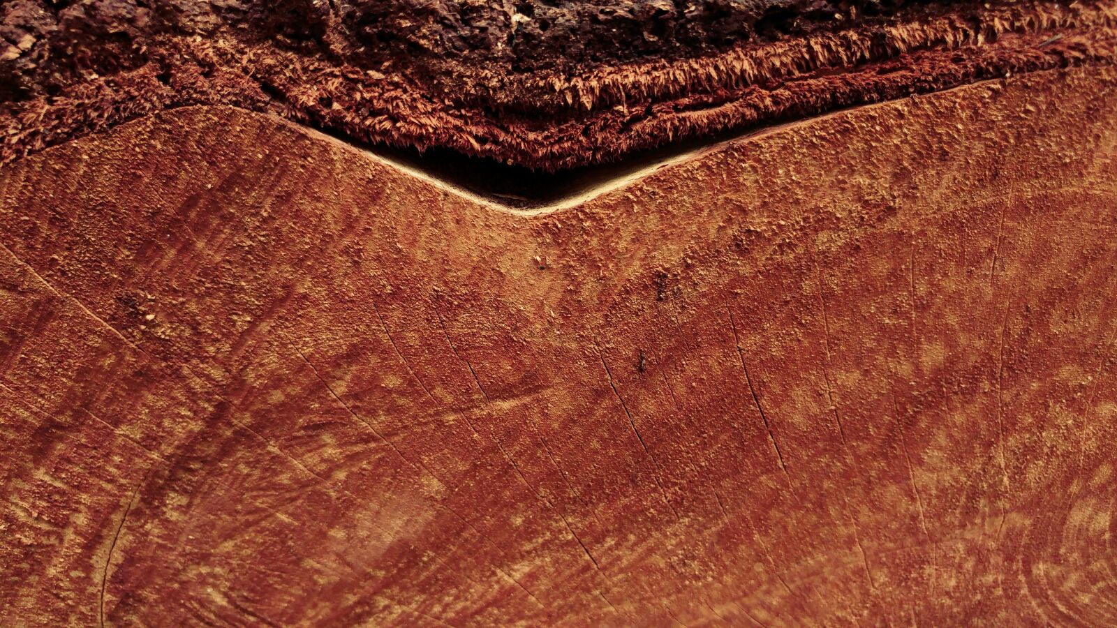 LG G5 sample photo. Sawn wood, log, bark photography
