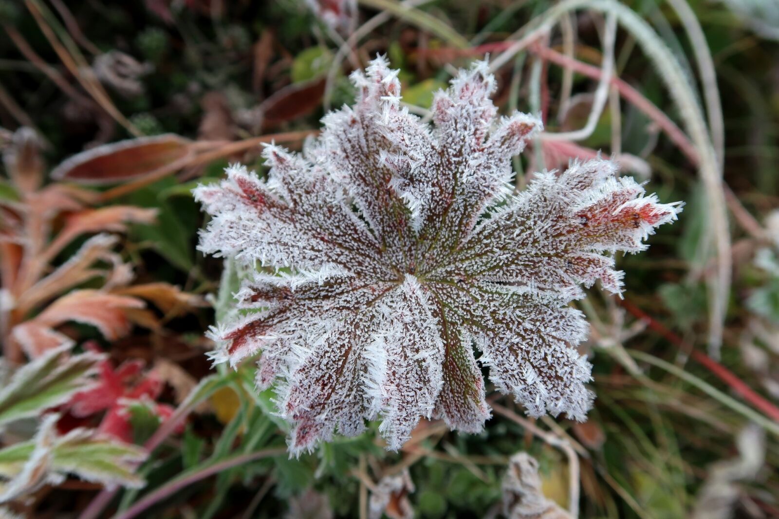 Canon PowerShot G7 X Mark II sample photo. The first frost, early photography