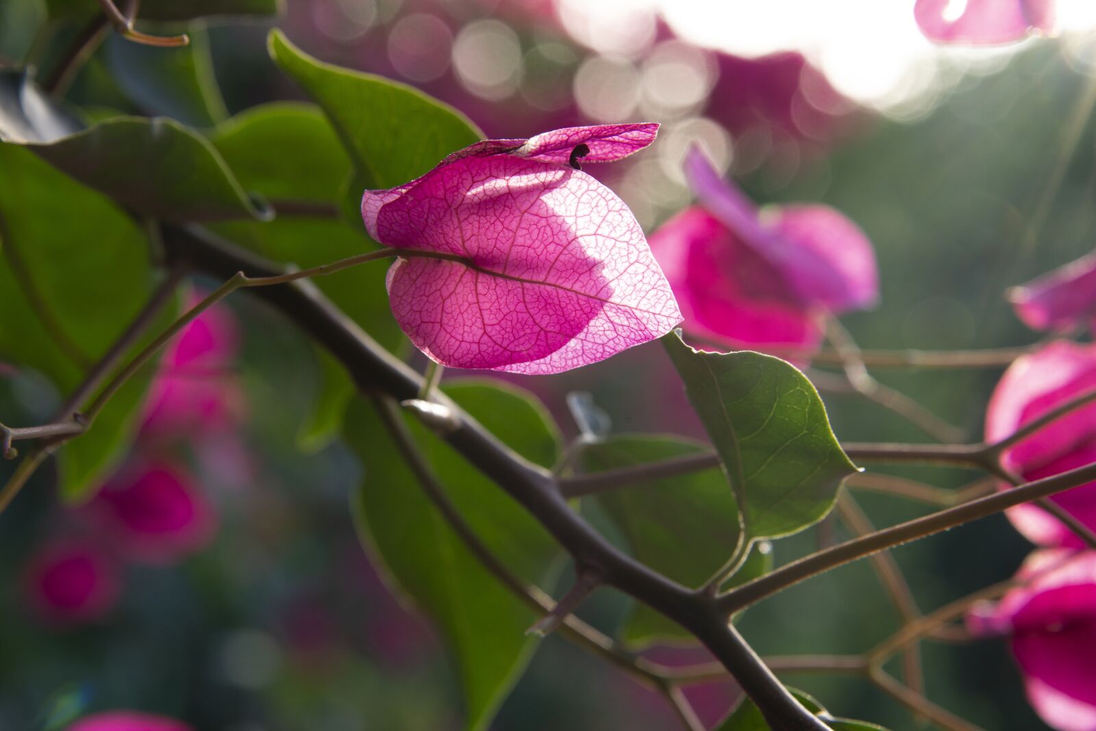 Nikon D600 sample photo. Fiore, nature, flower photography