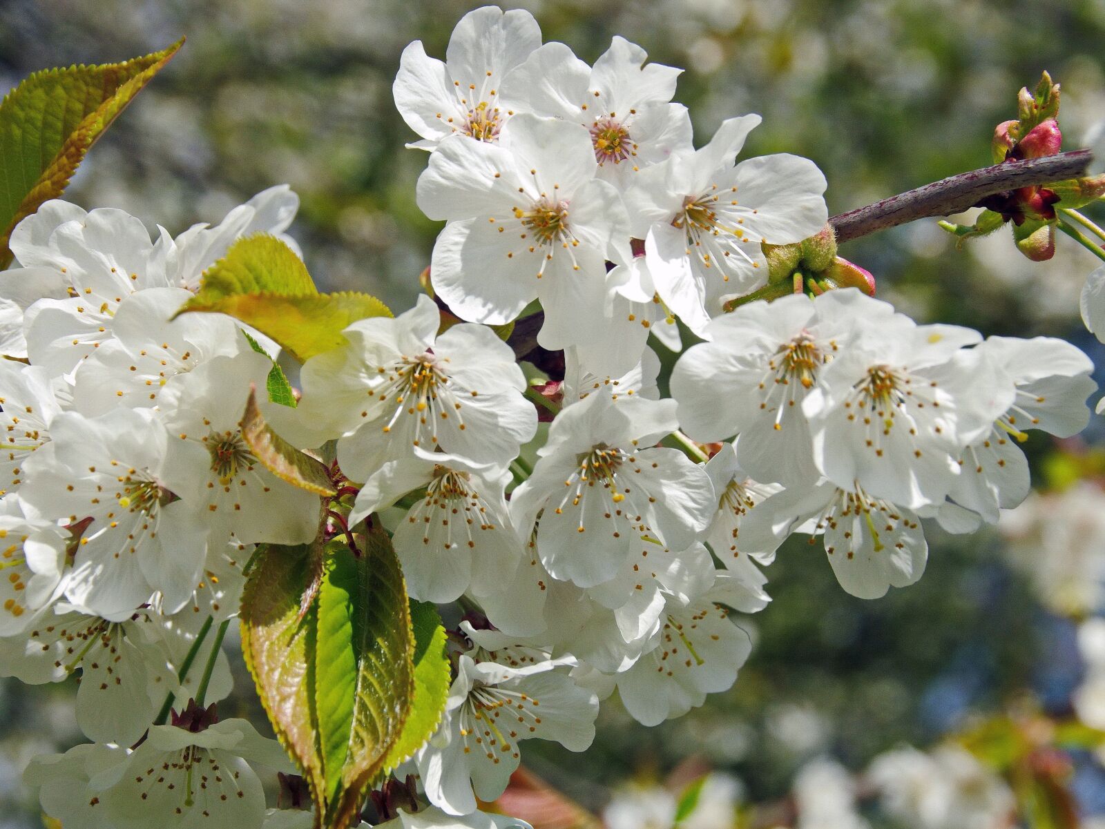 Pentax K-5 sample photo. Cherry, flower, white flower photography