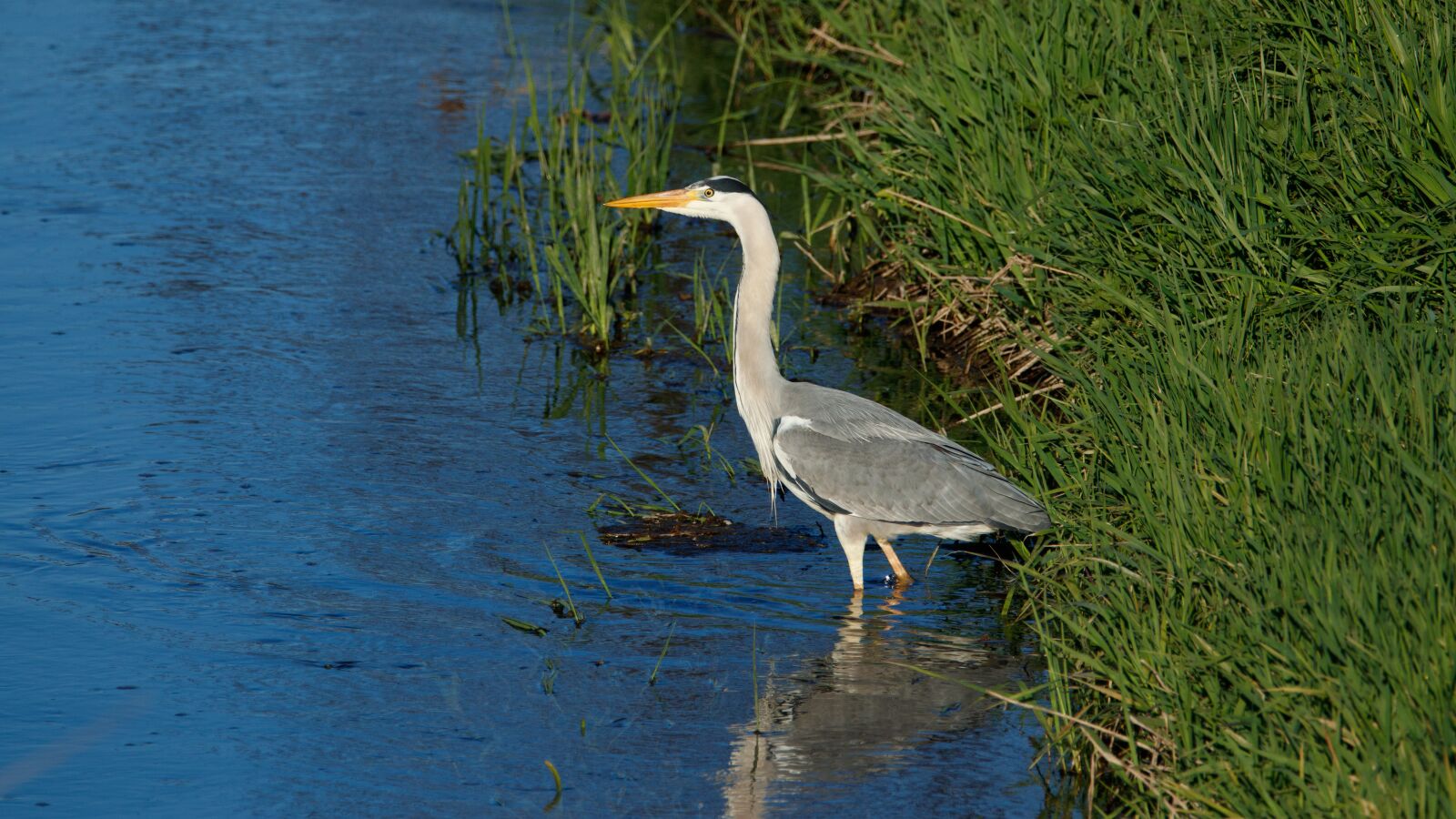 150-600mm F5-6.3 DG OS HSM | Contemporary 015 sample photo. Grey heron, bach, animal photography