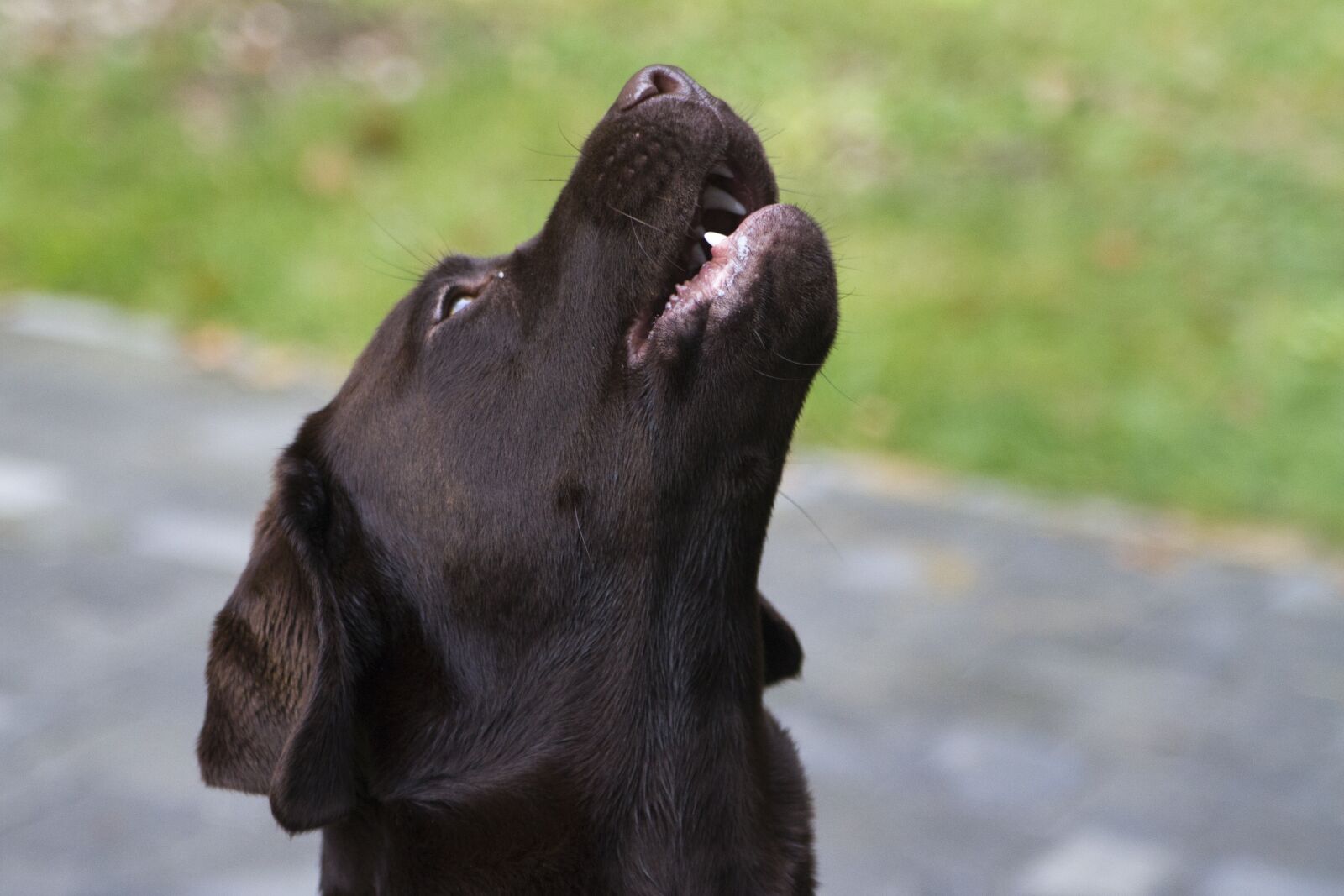 Canon EOS 7D sample photo. Dog, brown, animal photography