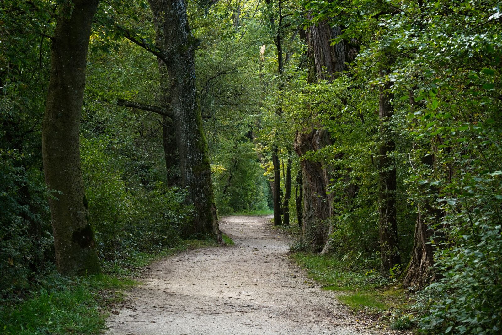Nikon D7100 sample photo. Forest, away, forest path photography