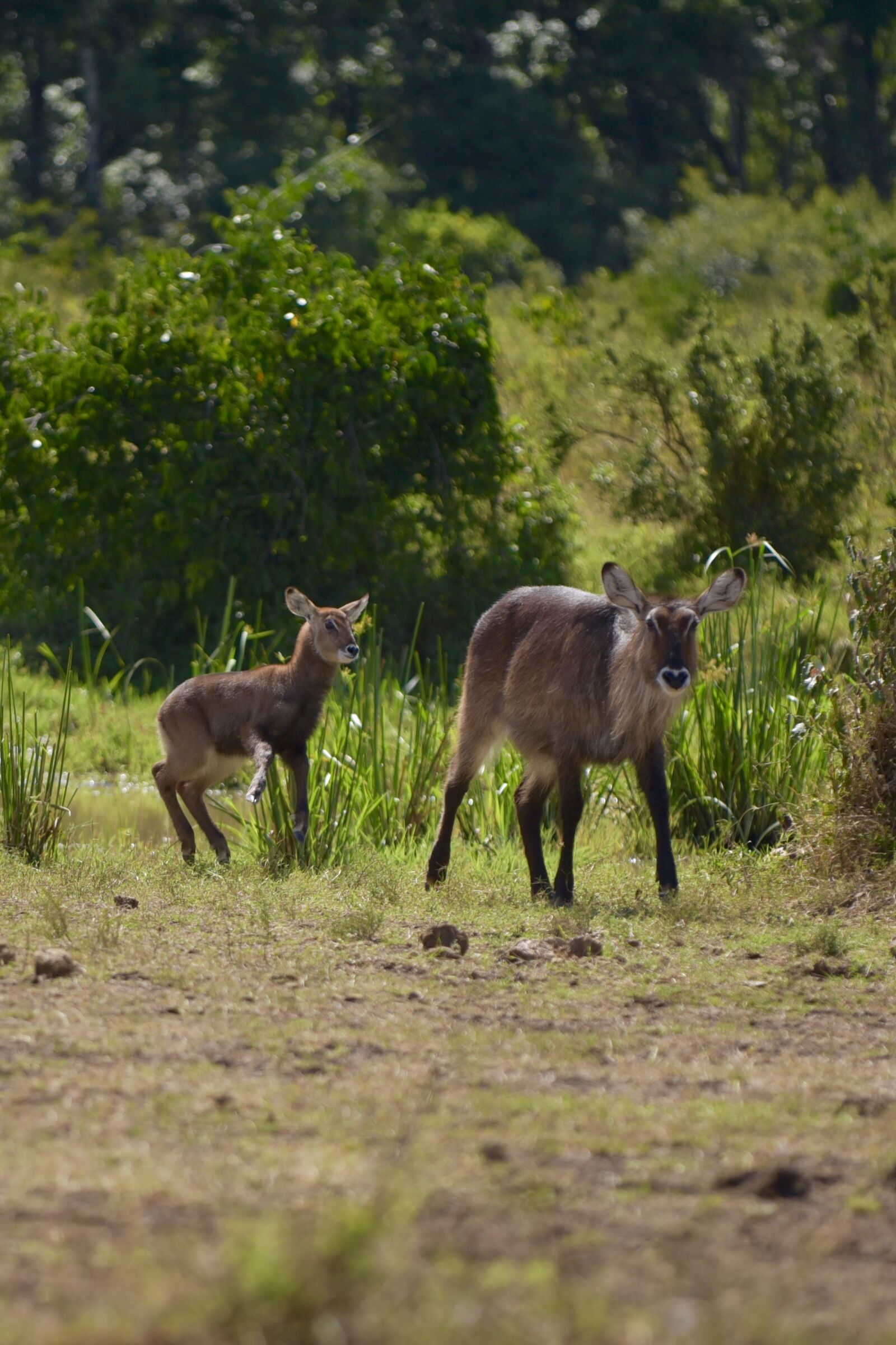 Nikon D750 sample photo. Animal, nature, live photography