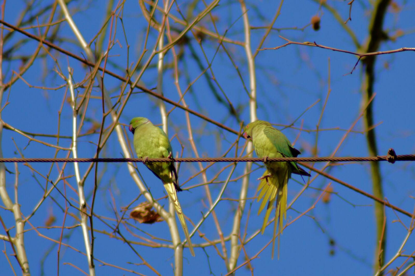 Nikon D3200 sample photo. Necked parakeet, park, d photography