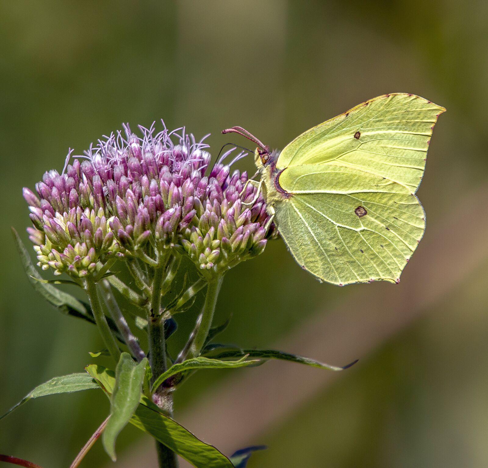 Sigma 100-400mm F5-6.3 DG OS HSM sample photo. Brimstone, butterfly, nature photography