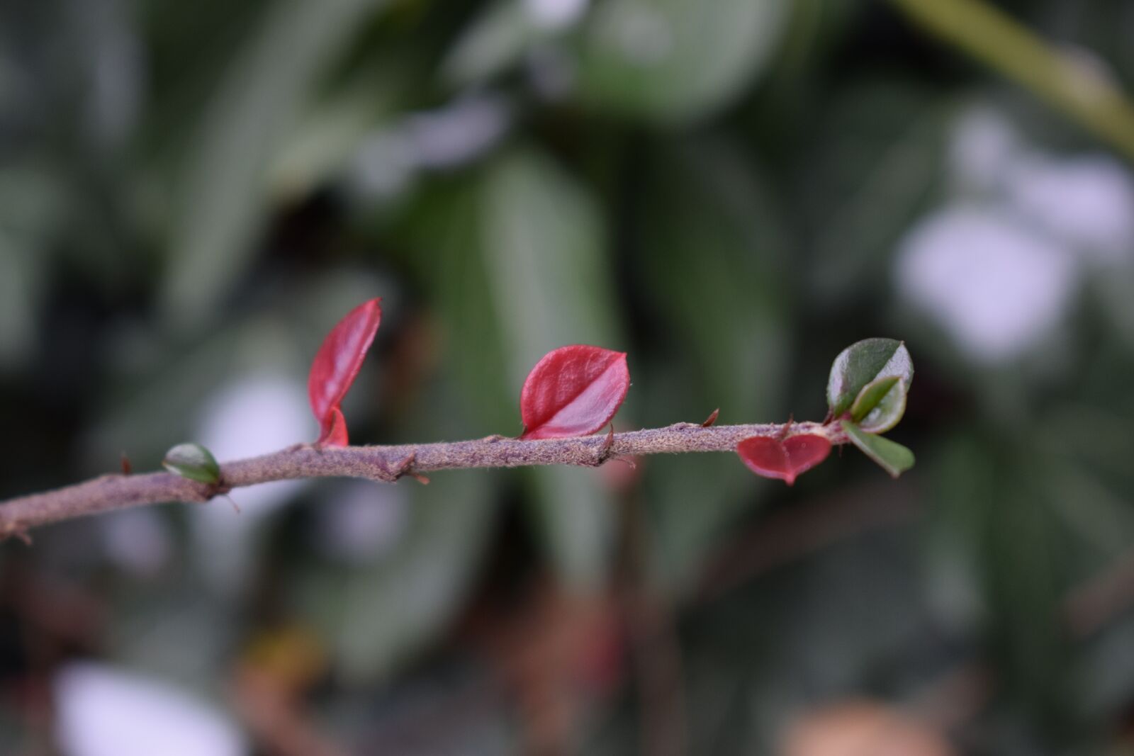 Nikon D3300 sample photo. Branch, leaf, aesthetic photography