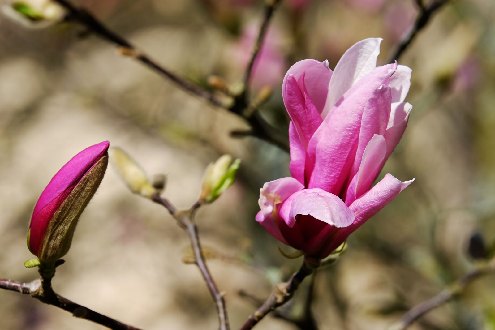 Fujifilm X-T10 sample photo. Magnolia, magnolia blossom, blossom photography