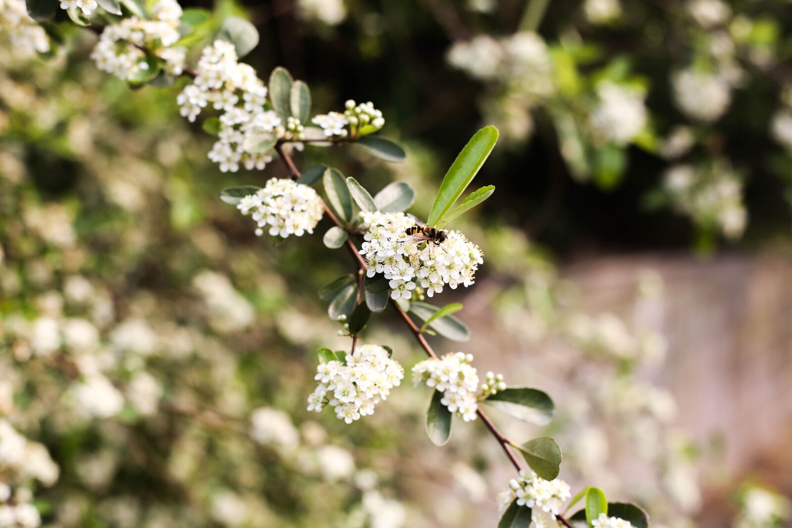 Canon EOS 6D + Canon EF 50mm F1.8 STM sample photo. Nature, flower, outdoors photography