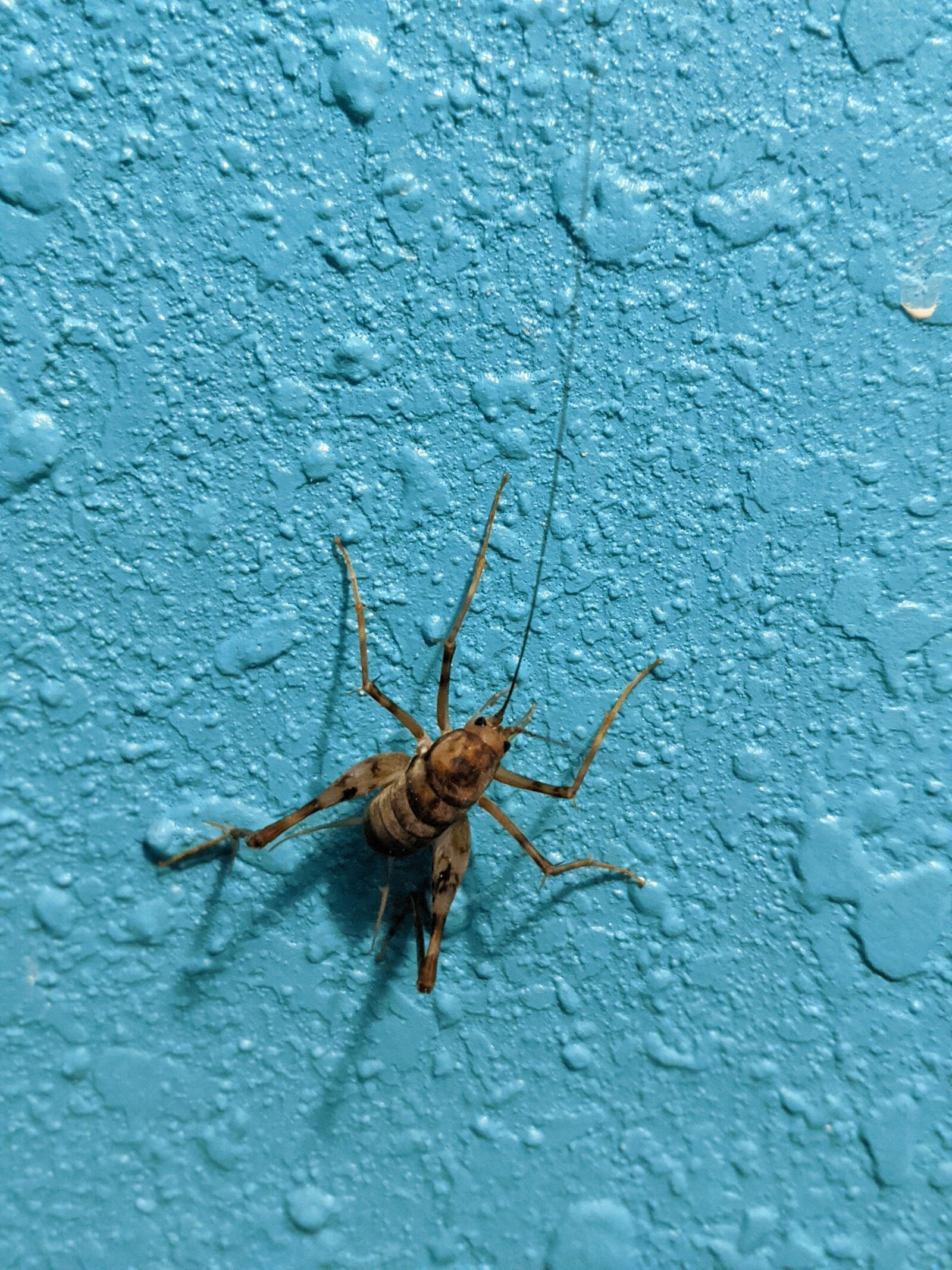 Google Pixel 2 sample photo. Cricket, insect, nature photography