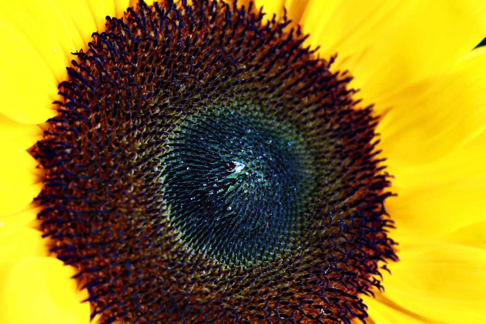 Canon EF-S 18-55mm F3.5-5.6 IS sample photo. Nature, naturephoto, sunflower, sunflowers photography
