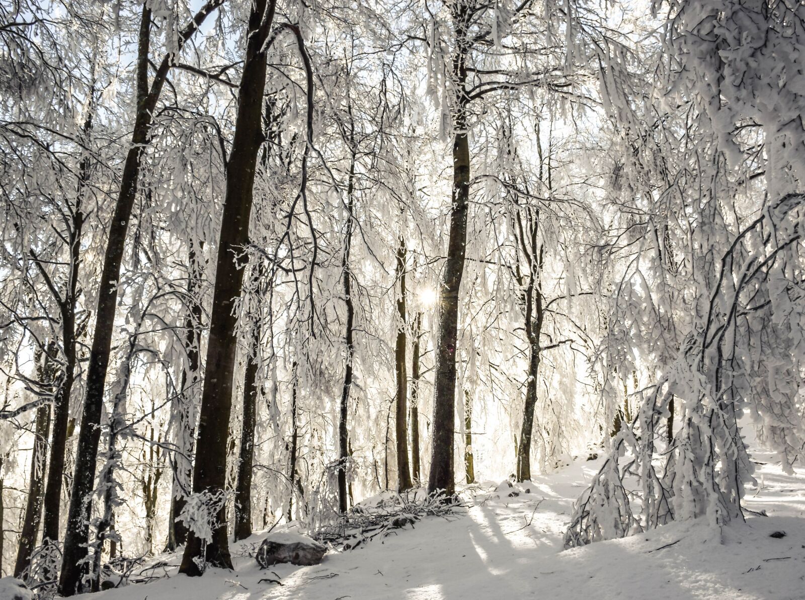 Nikon D5300 sample photo. Winter, trees, sunrays photography