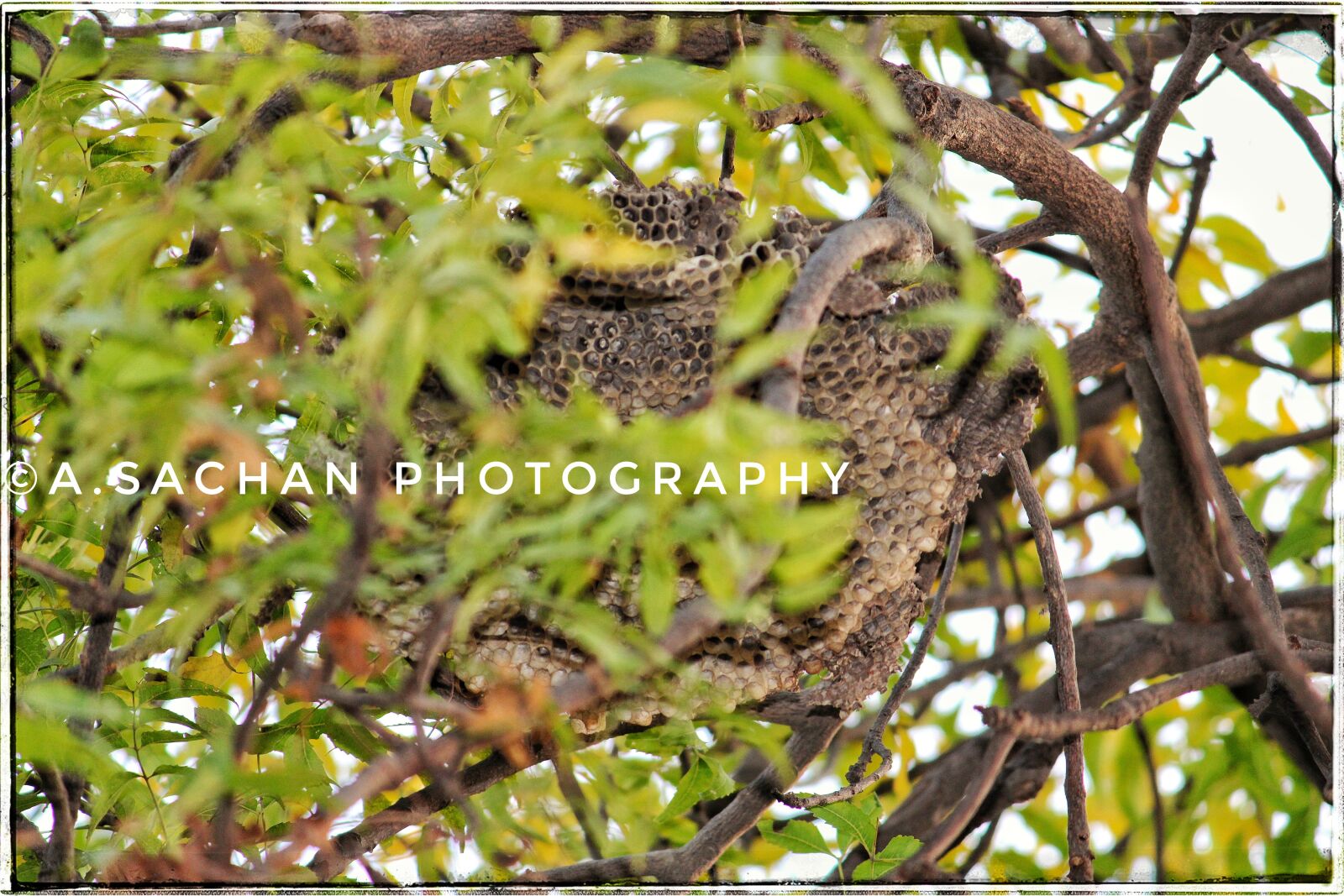 Canon EOS 2000D (EOS Rebel T7 / EOS Kiss X90 / EOS 1500D) + Canon EF-S 55-250mm F4-5.6 IS II sample photo. Honeycomb, tree, nature photography
