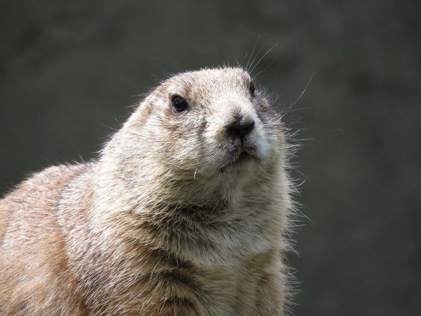 Canon PowerShot SX60 HS sample photo. Prairie dog, rodent, gunnison's photography