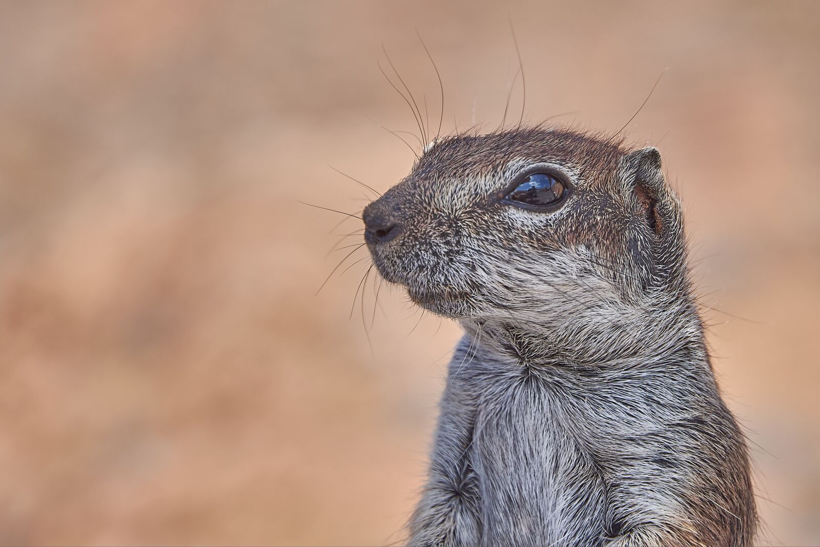 Nikon D7200 sample photo. Gophers, posing, rodent photography