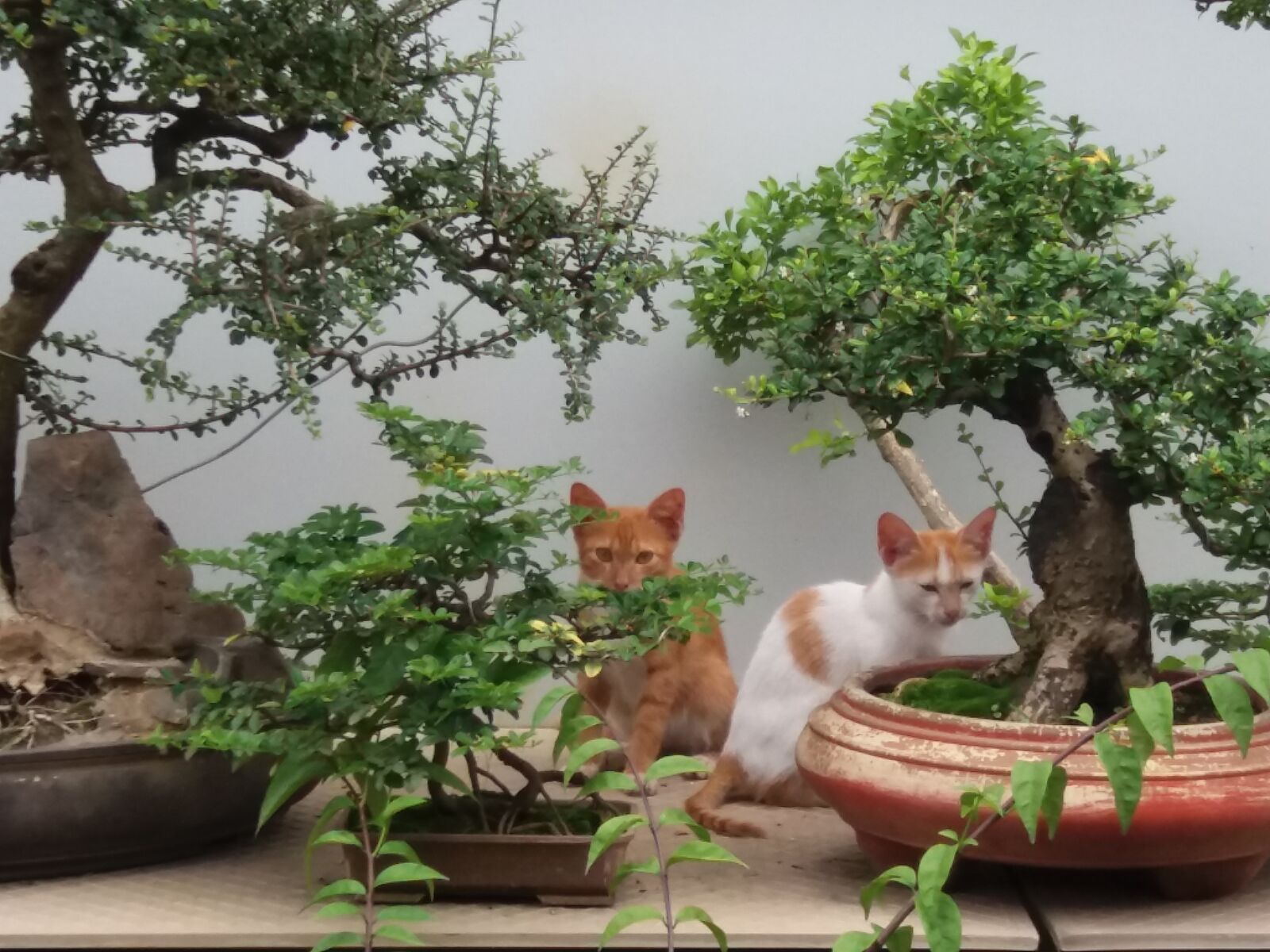 Samsung Galaxy J5 sample photo. Cat photography