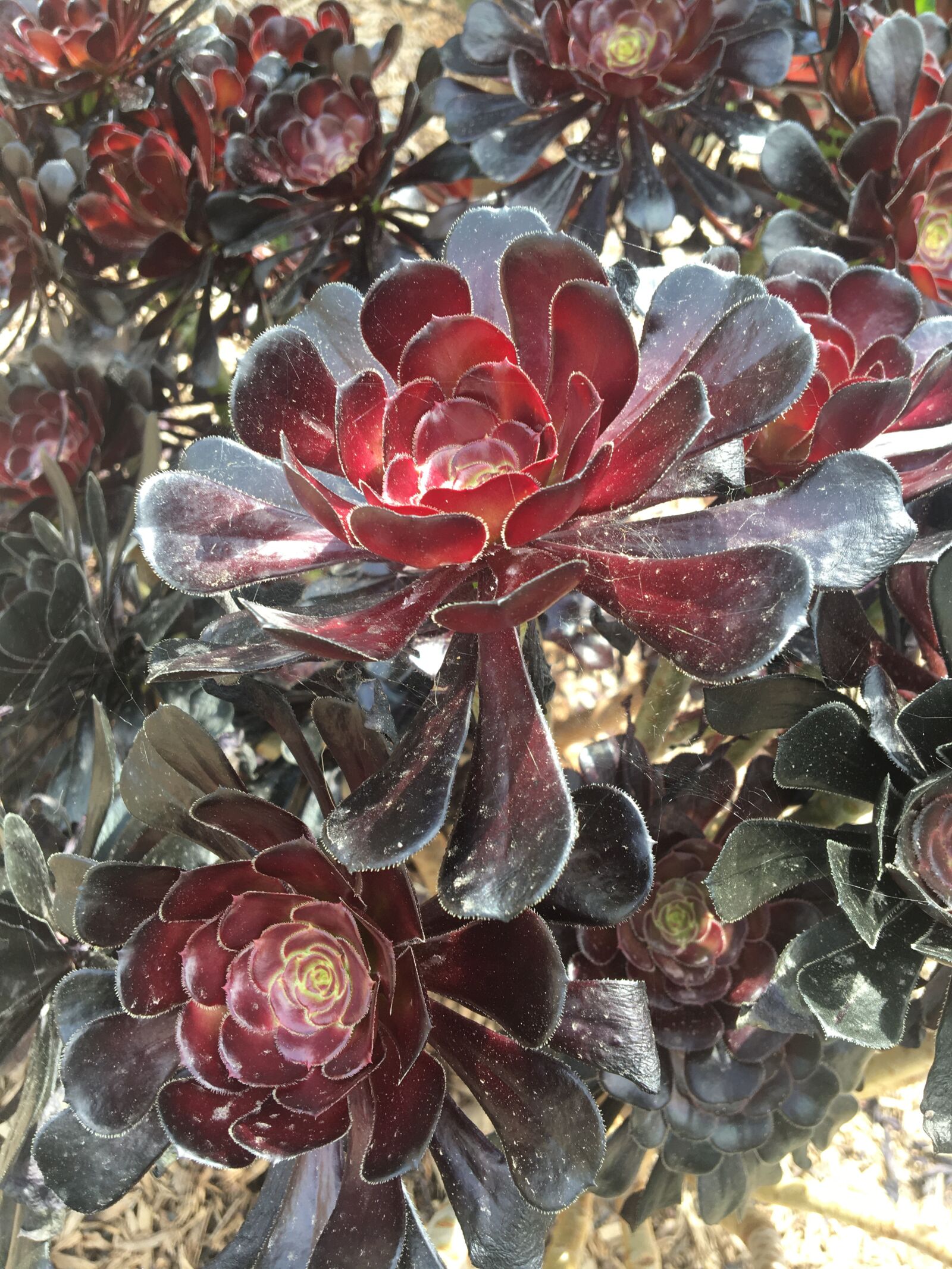 Apple iPhone 6s sample photo. Nature, plant, garden photography