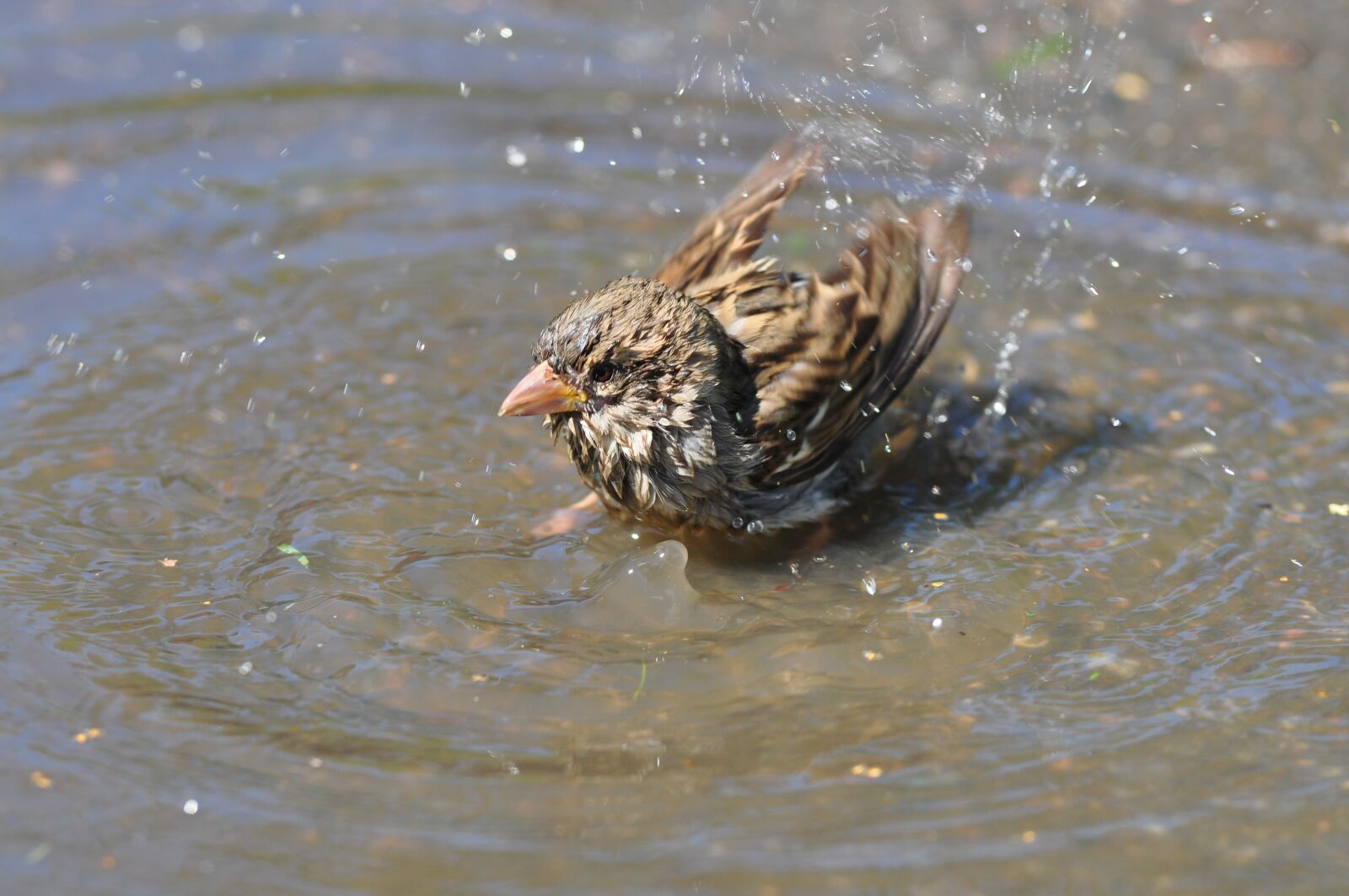 Nikon D90 sample photo. Sparrow, bathing, water photography