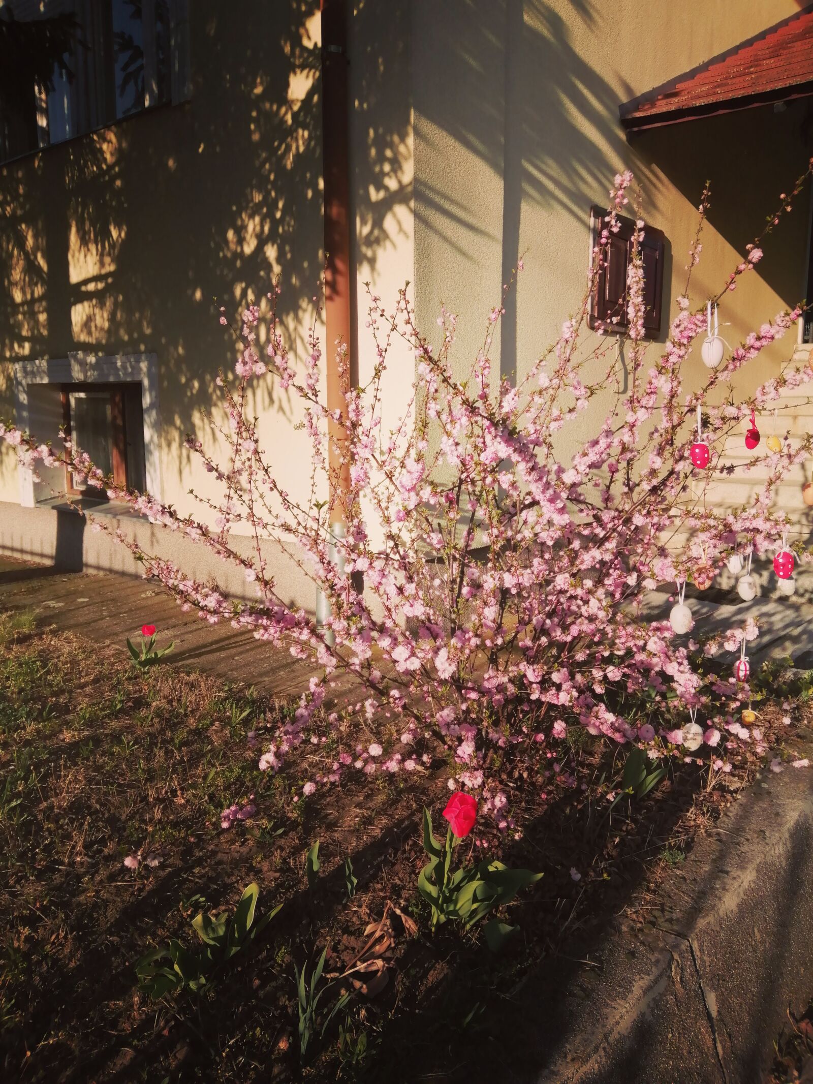 HUAWEI P SMART 2019 sample photo. Spring, easter, flower photography