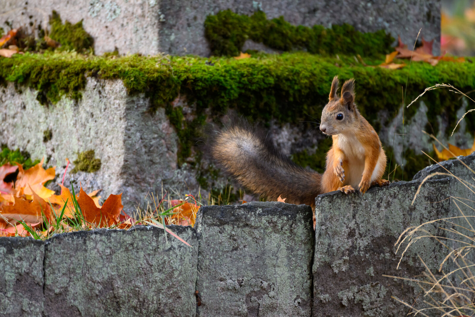TAMRON 70-300mm F/4.5-6.3 Di III RXD A047Z sample photo. Curious squirrel photography