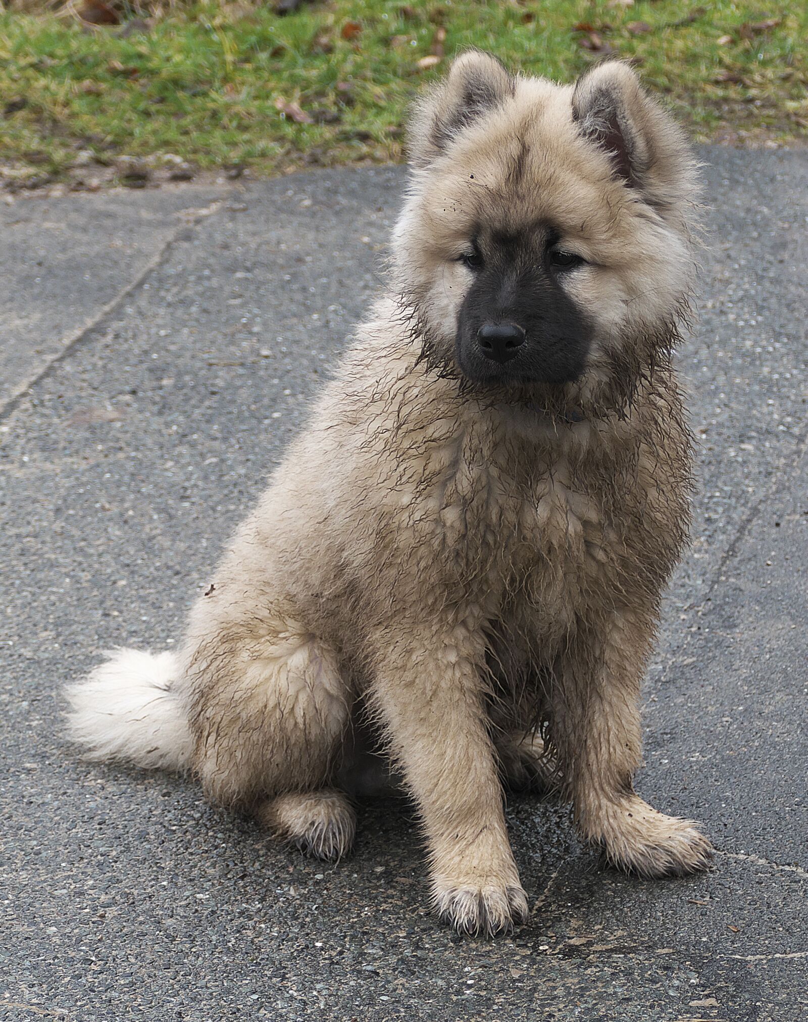 Panasonic Lumix DMC-FZ1000 sample photo. Dog, puppy, eurasians photography