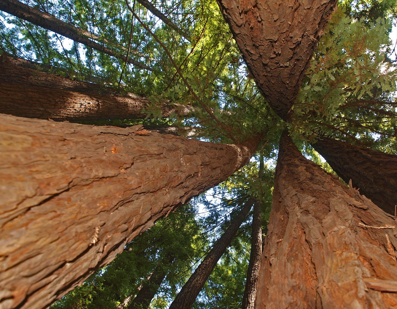 Olympus E-3 sample photo. Tree, nature, outdoors photography